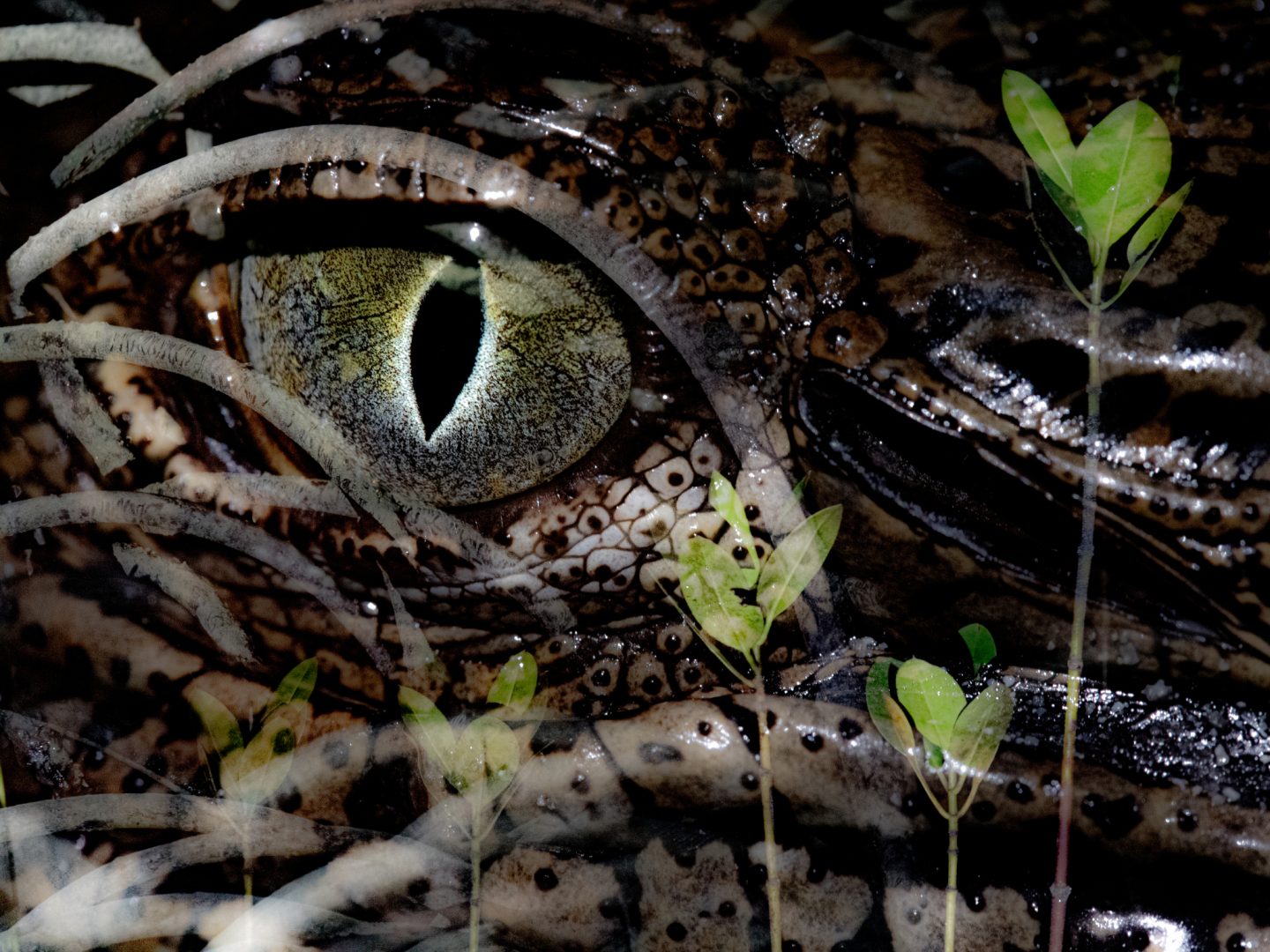 Emotive image of young climate refugee wins 2024 Mangrove Photography Award