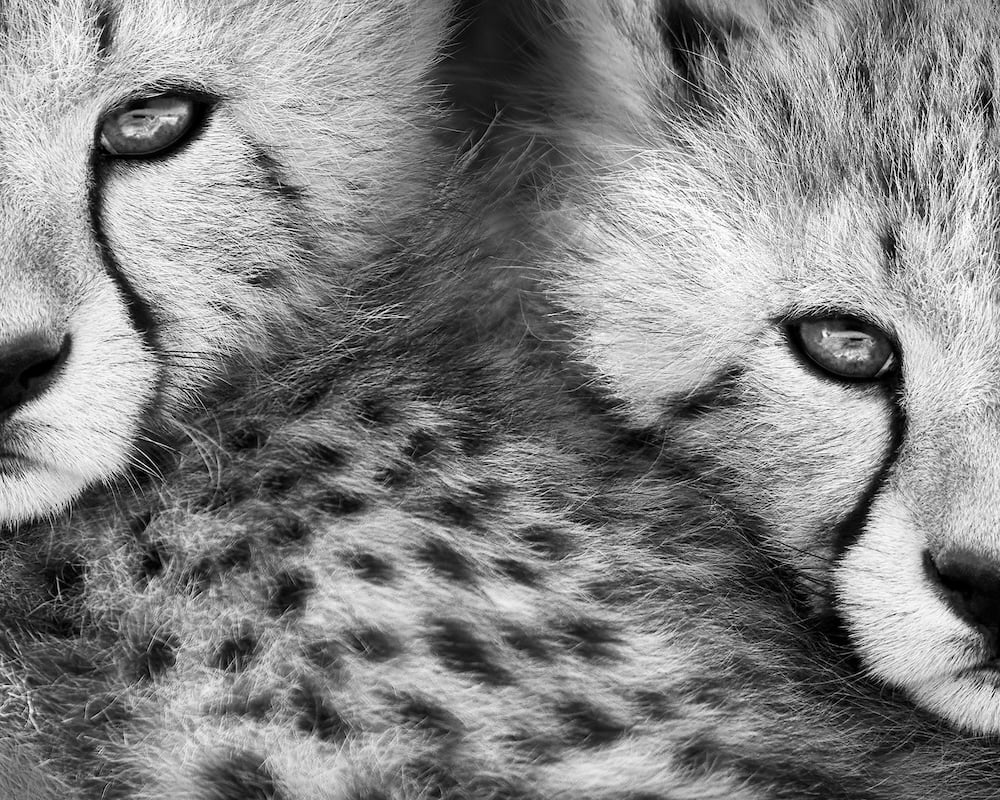 reFocus Awards 2024 Black and White Photo Contest