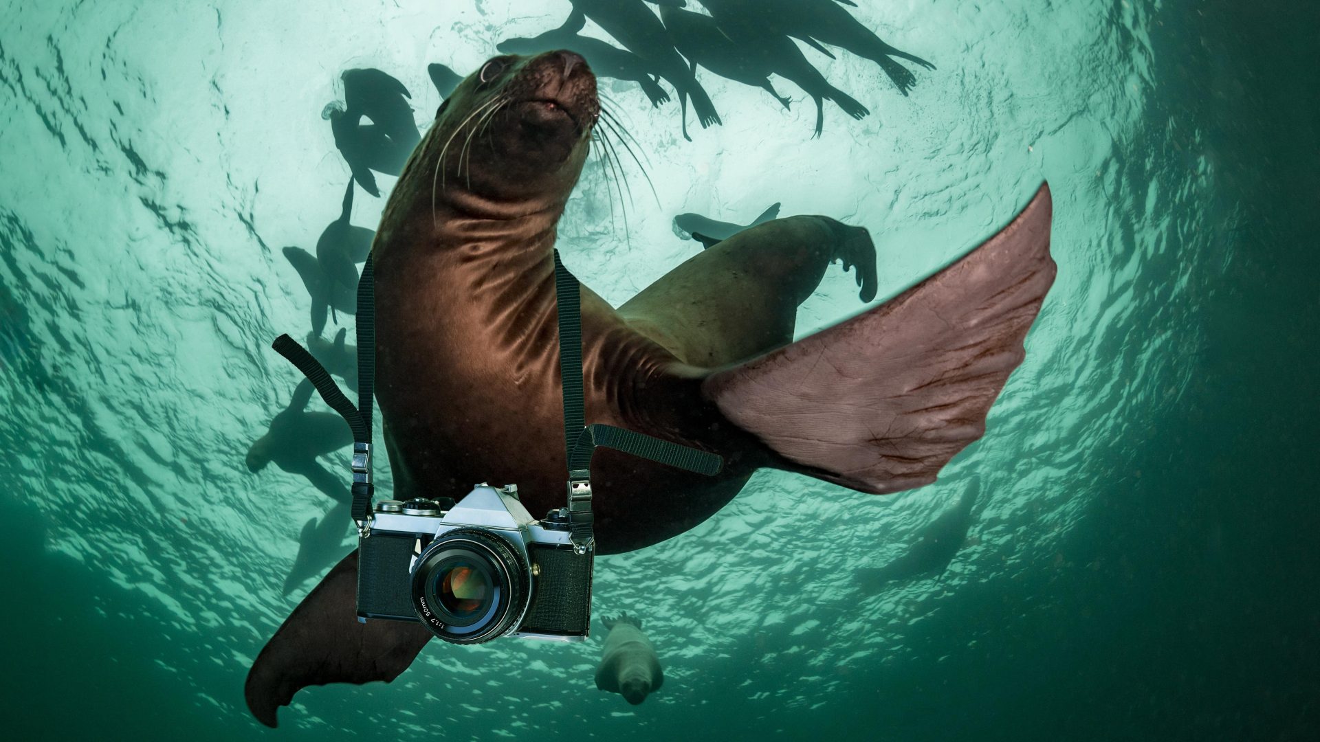 Sea lions wearing cameras are helping scientists map the seabed