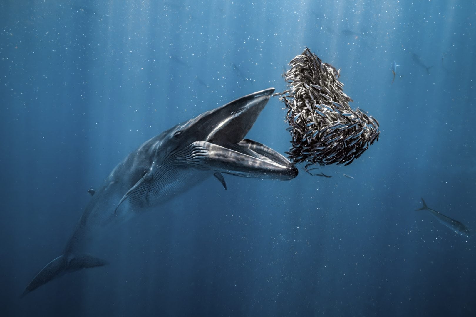 Ocean Photographer of the Year 2024