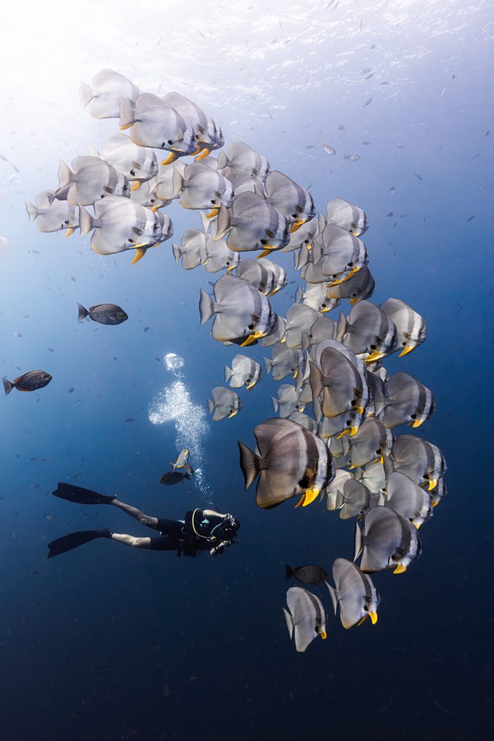 Ocean Photographer of the Year 2024