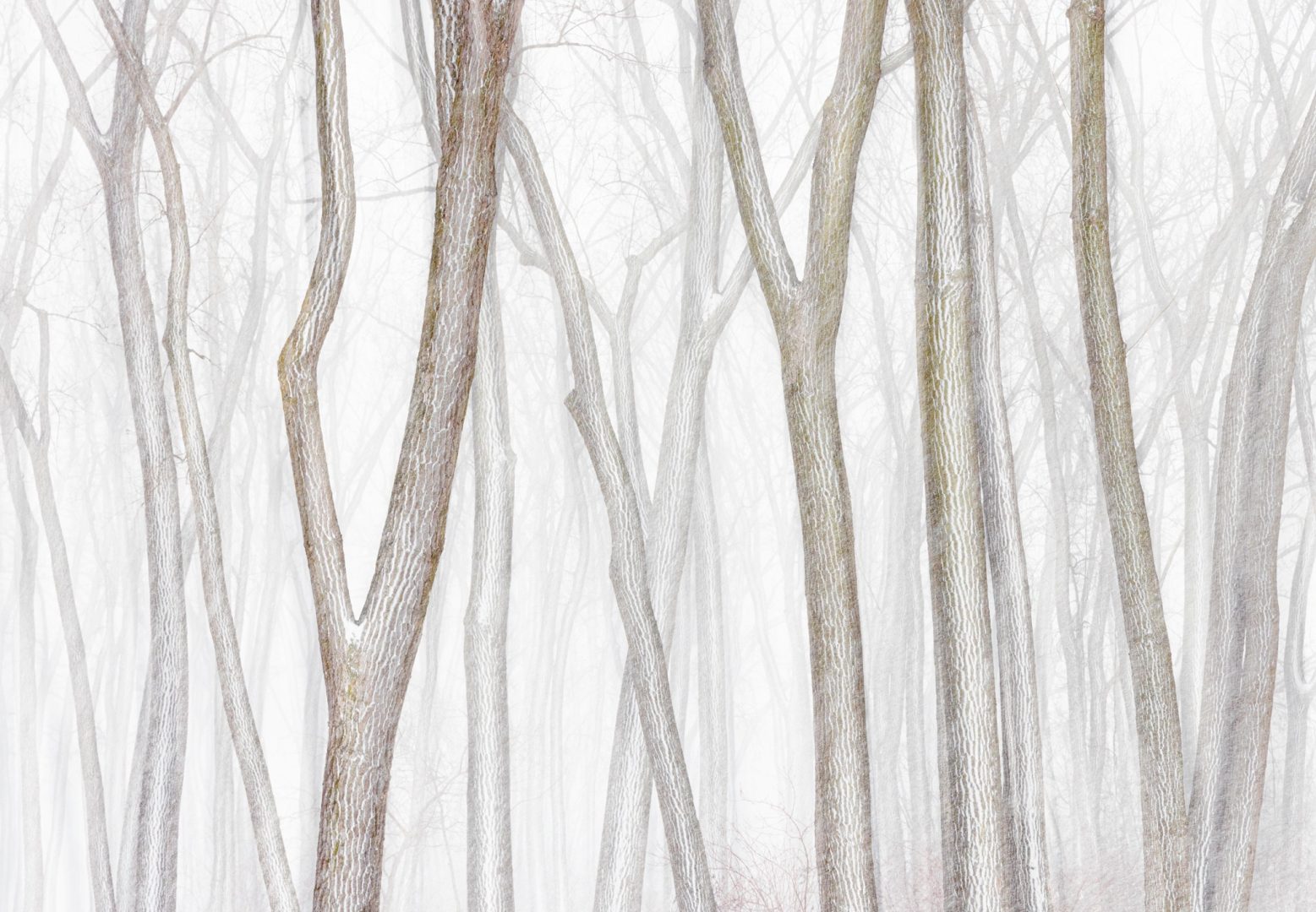 Mesmerizing forest abstracts win Natural Landscape Awards 2024