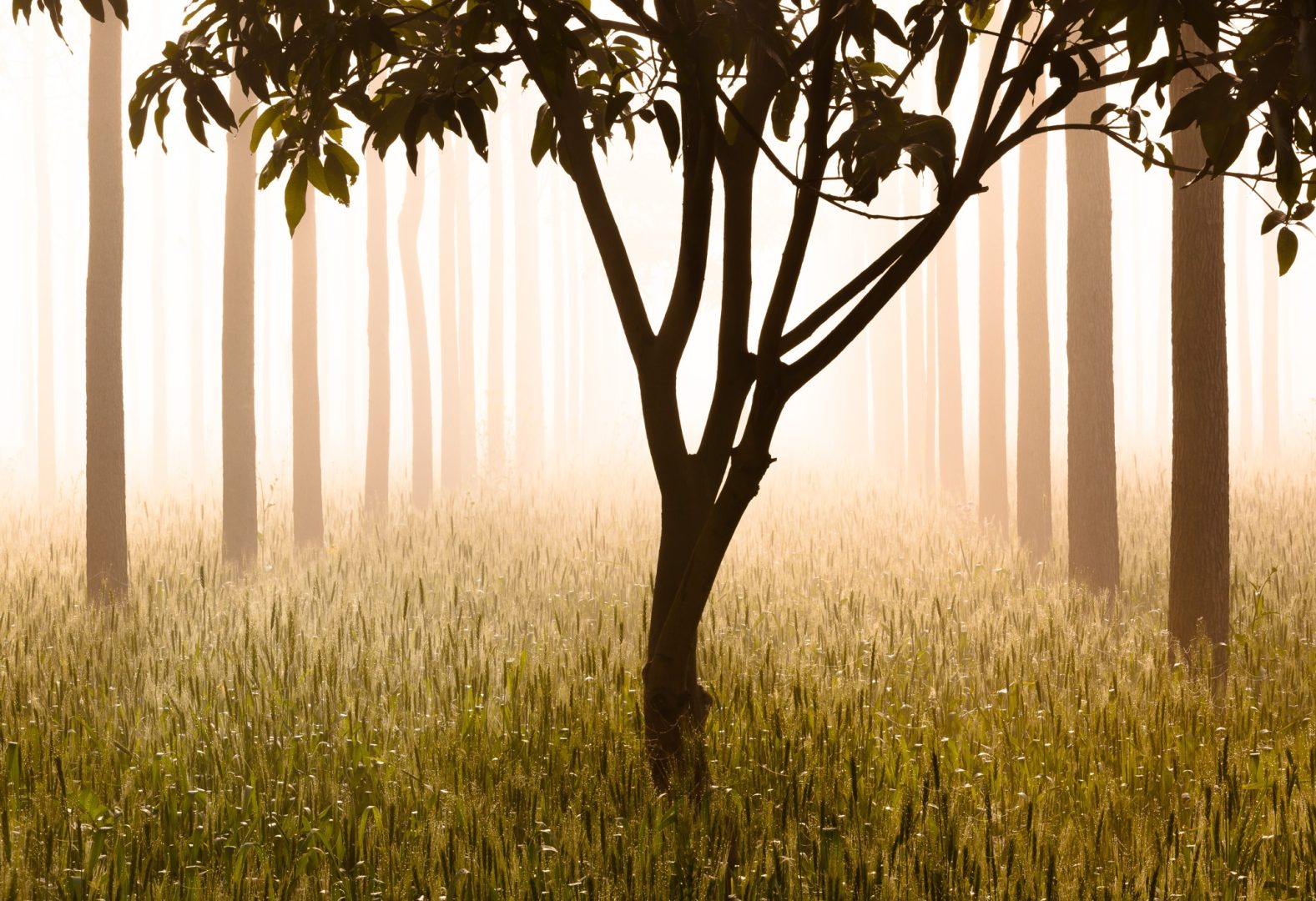 Natural Landscape Awards 2024