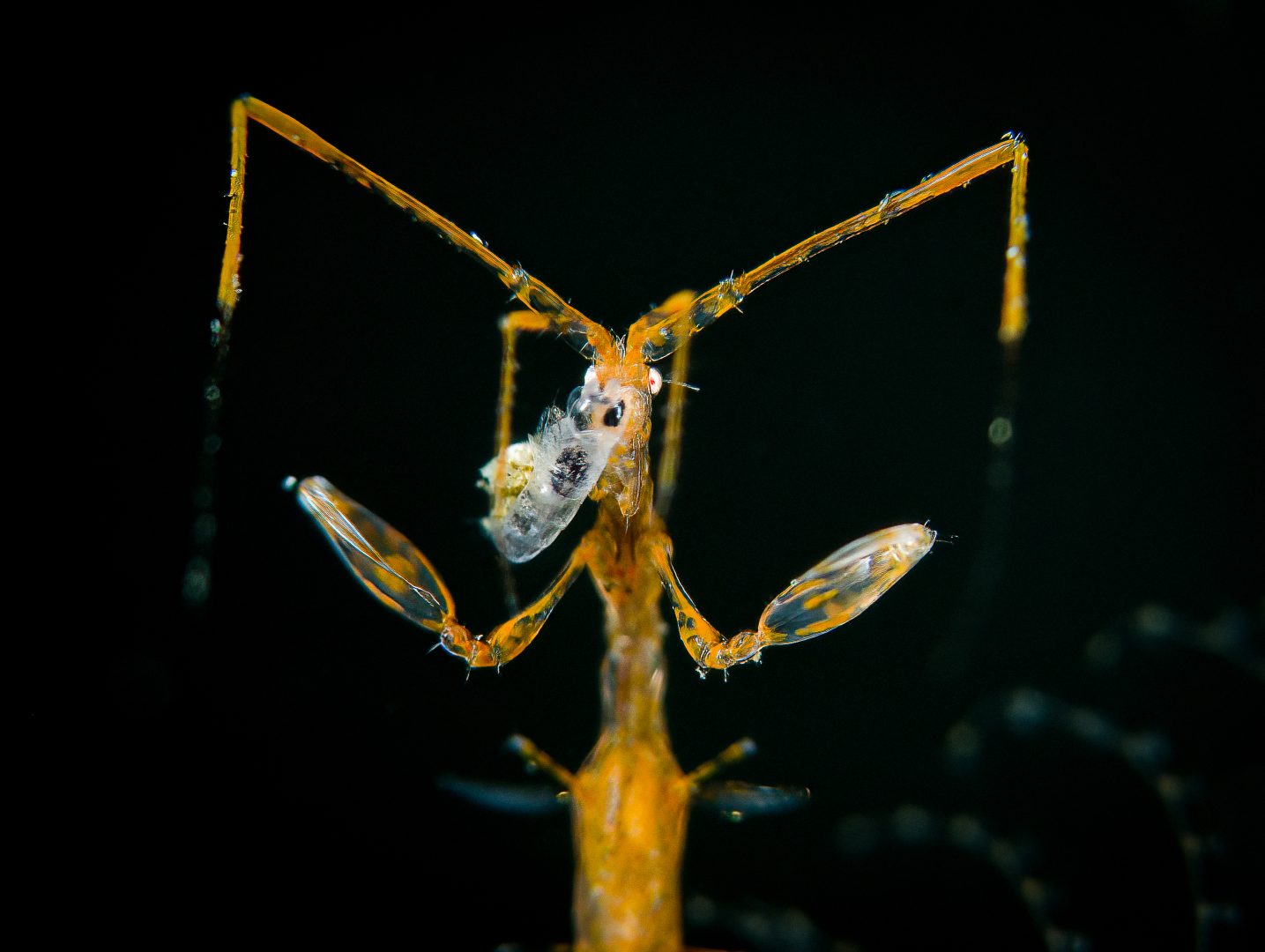 Ocean Photographer of the Year 2024