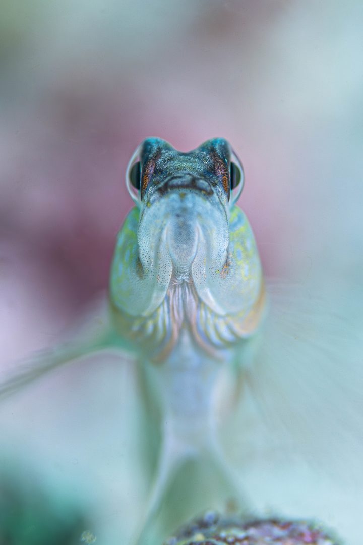 Ocean Photographer of the Year 2024