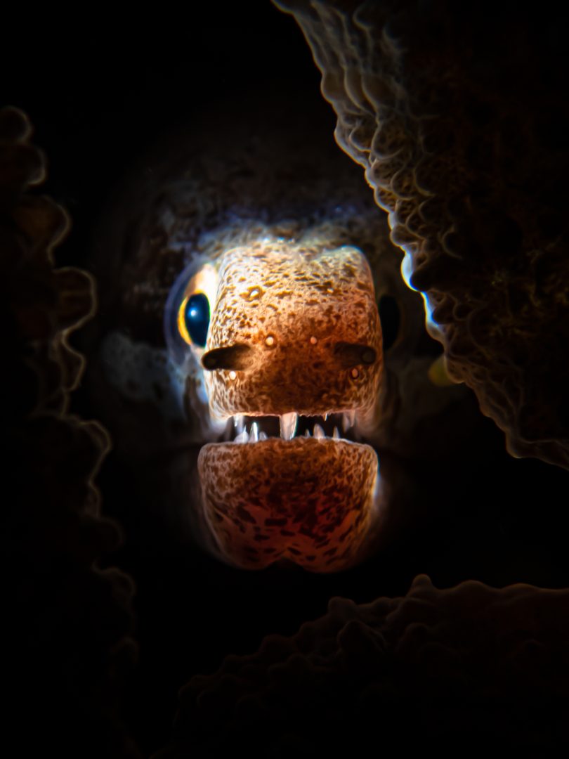 Ocean Photographer of the Year 2024