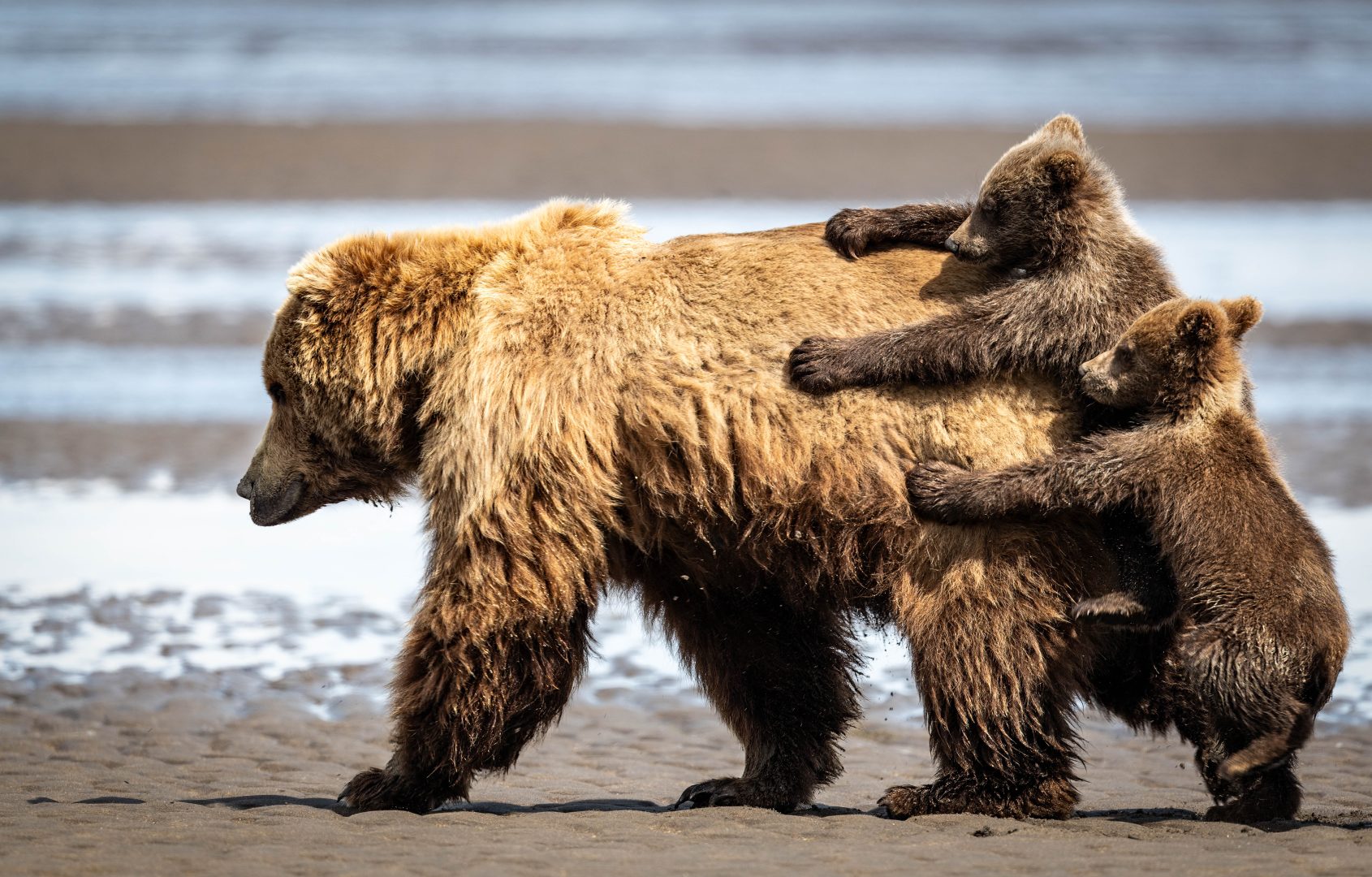 The Comedy Wildlife Photography Awards 2024