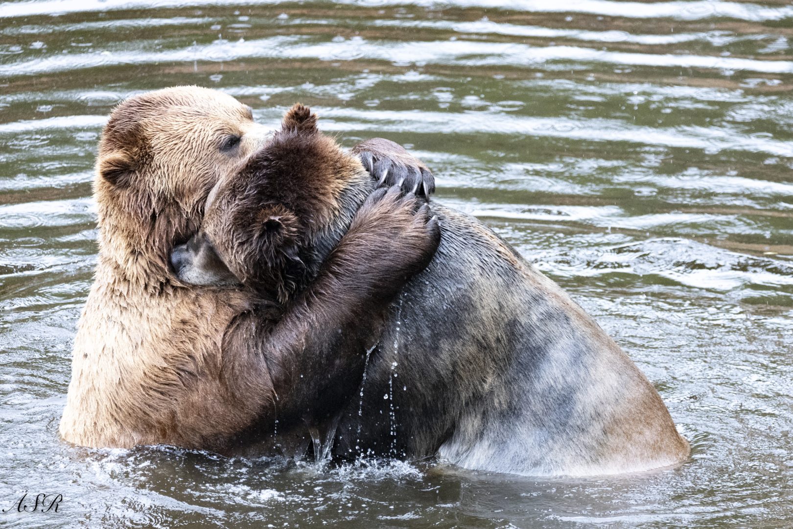 The Comedy Wildlife Photography Awards 2024