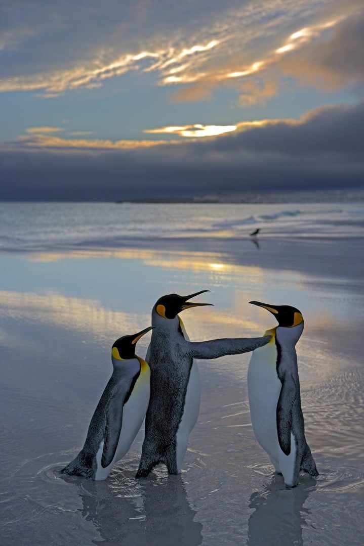 The Comedy Wildlife Photography Awards 2024