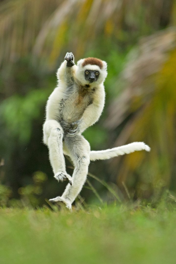 The Comedy Wildlife Photography Awards 2024