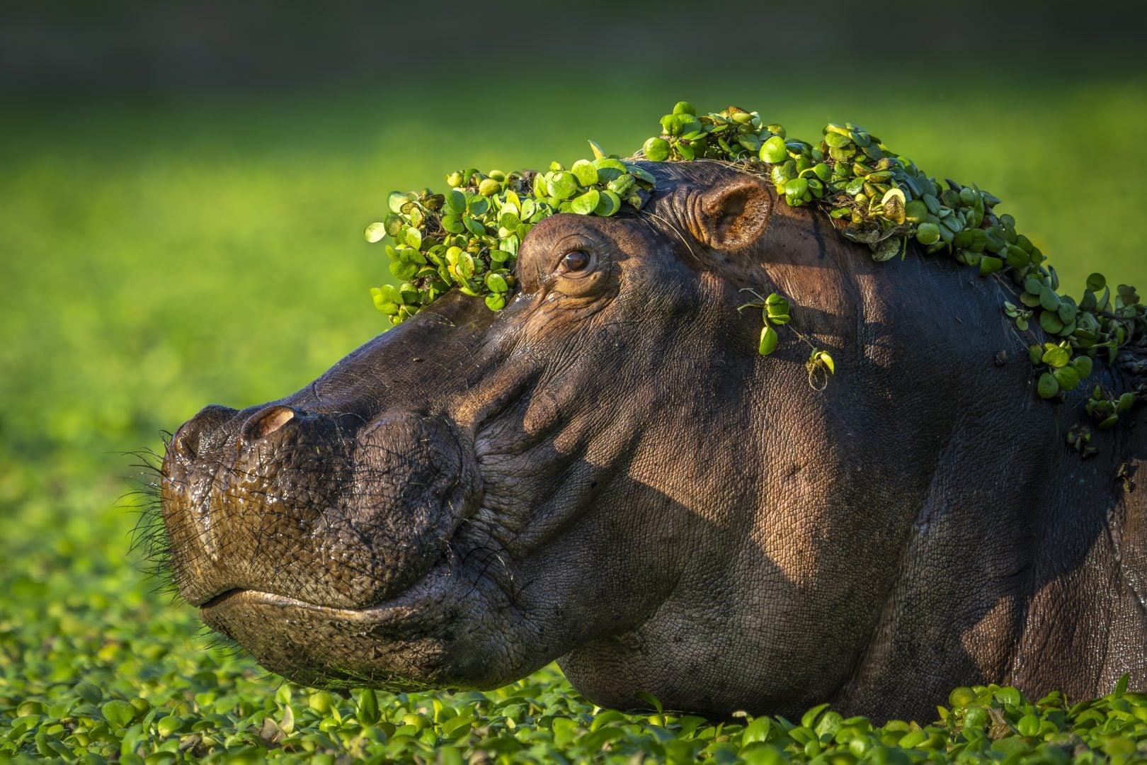 The Comedy Wildlife Photography Awards 2024