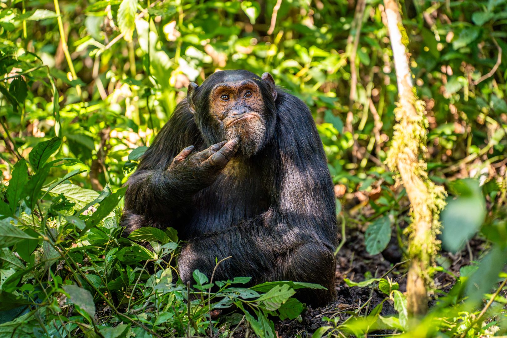 The Comedy Wildlife Photography Awards 2024