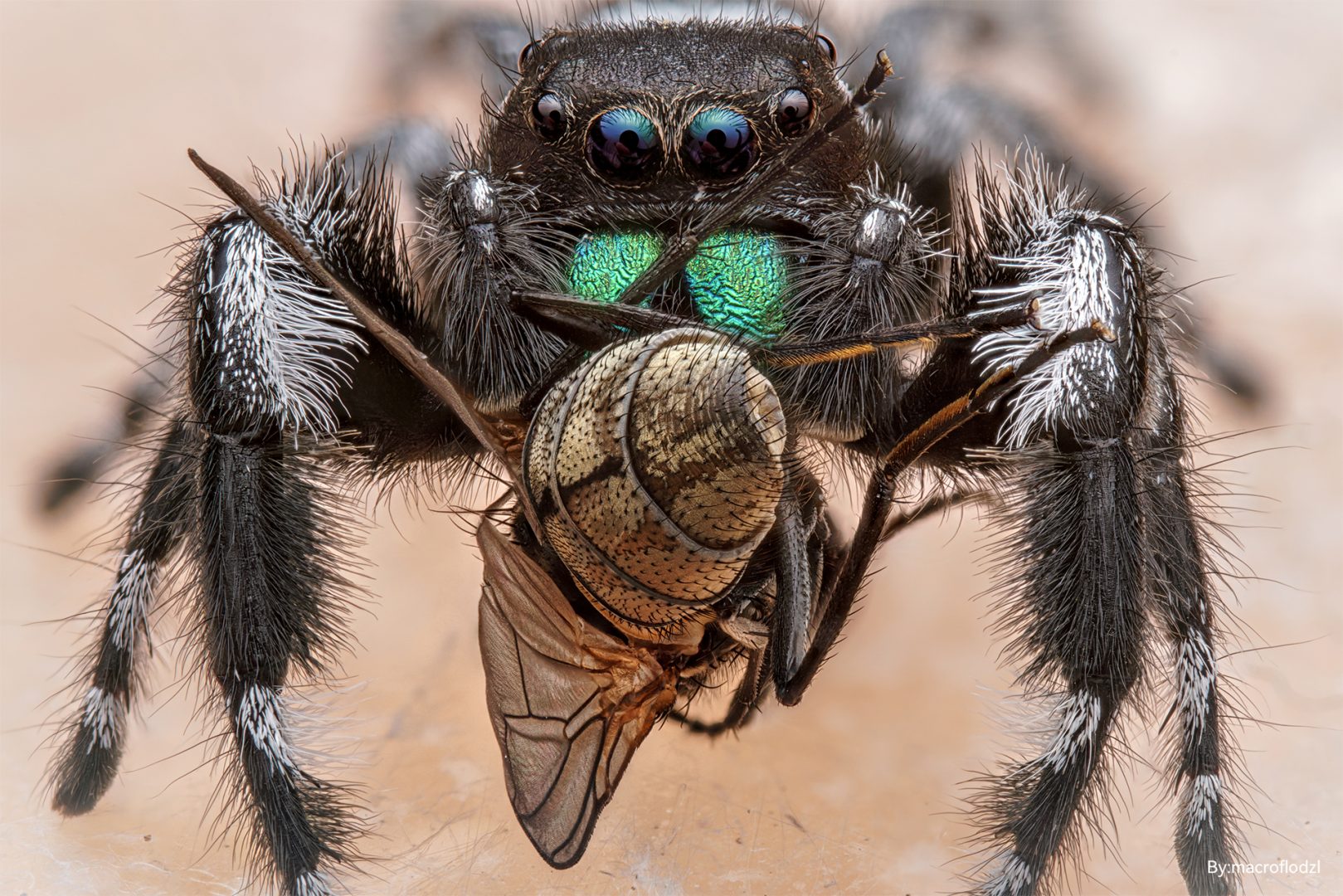 TTArtisan Full-Frame 100mm f/2.8 2x Macro Sample Photo