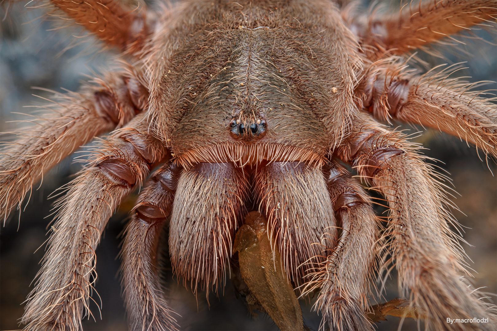 TTArtisan Full-Frame 100mm f/2.8 2x Macro Sample Photo