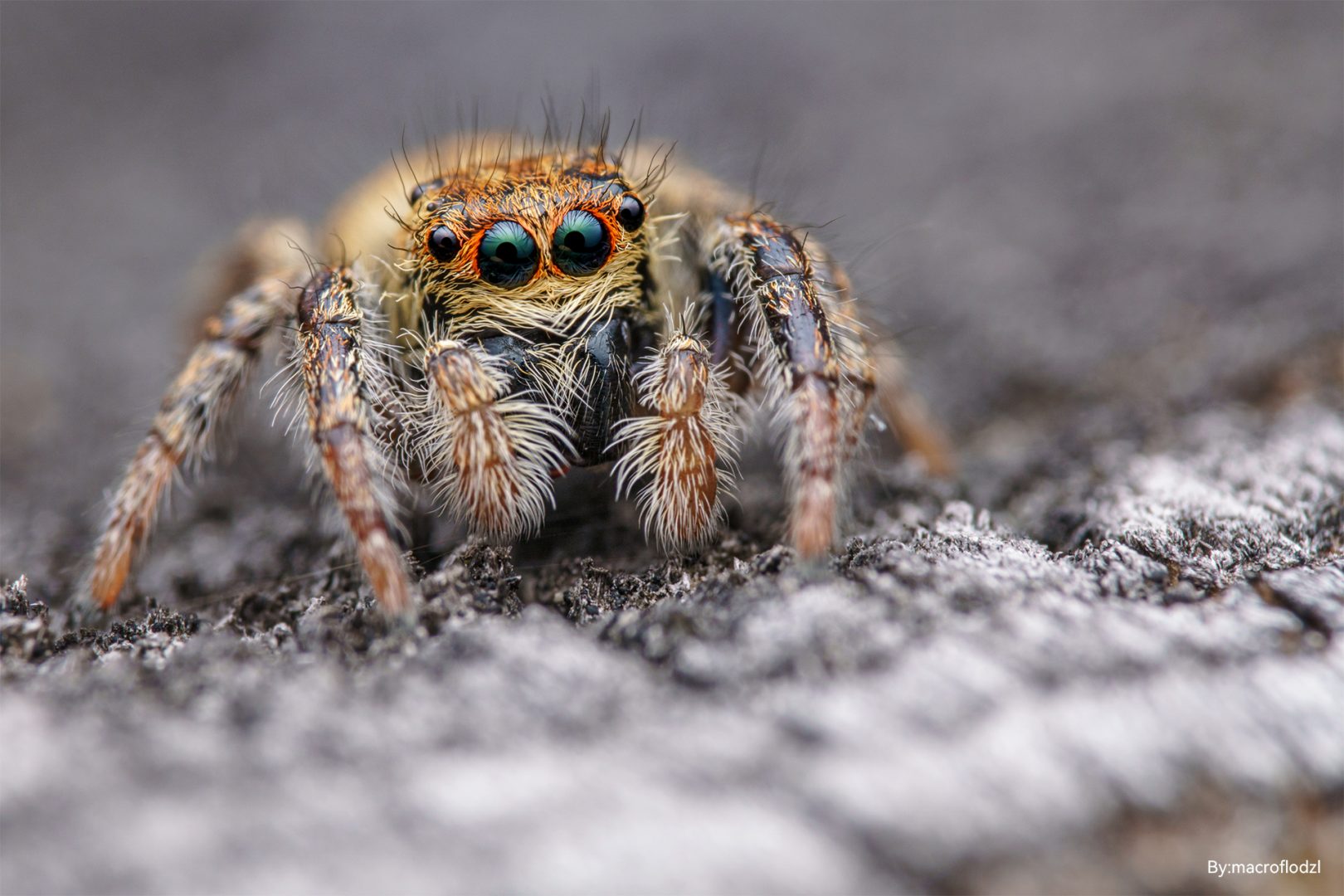 TTArtisan Full-Frame 100mm f/2.8 2x Macro Sample Photo