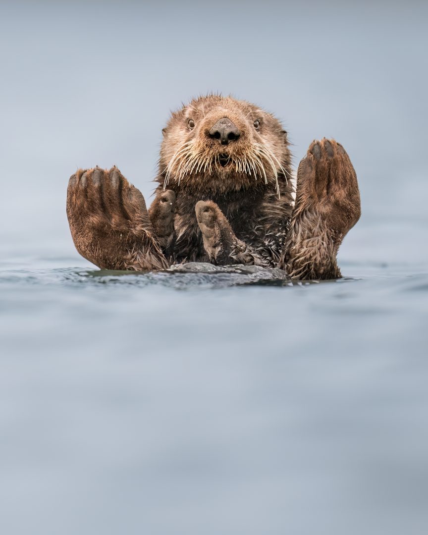The Comedy Wildlife Photography Awards 2024