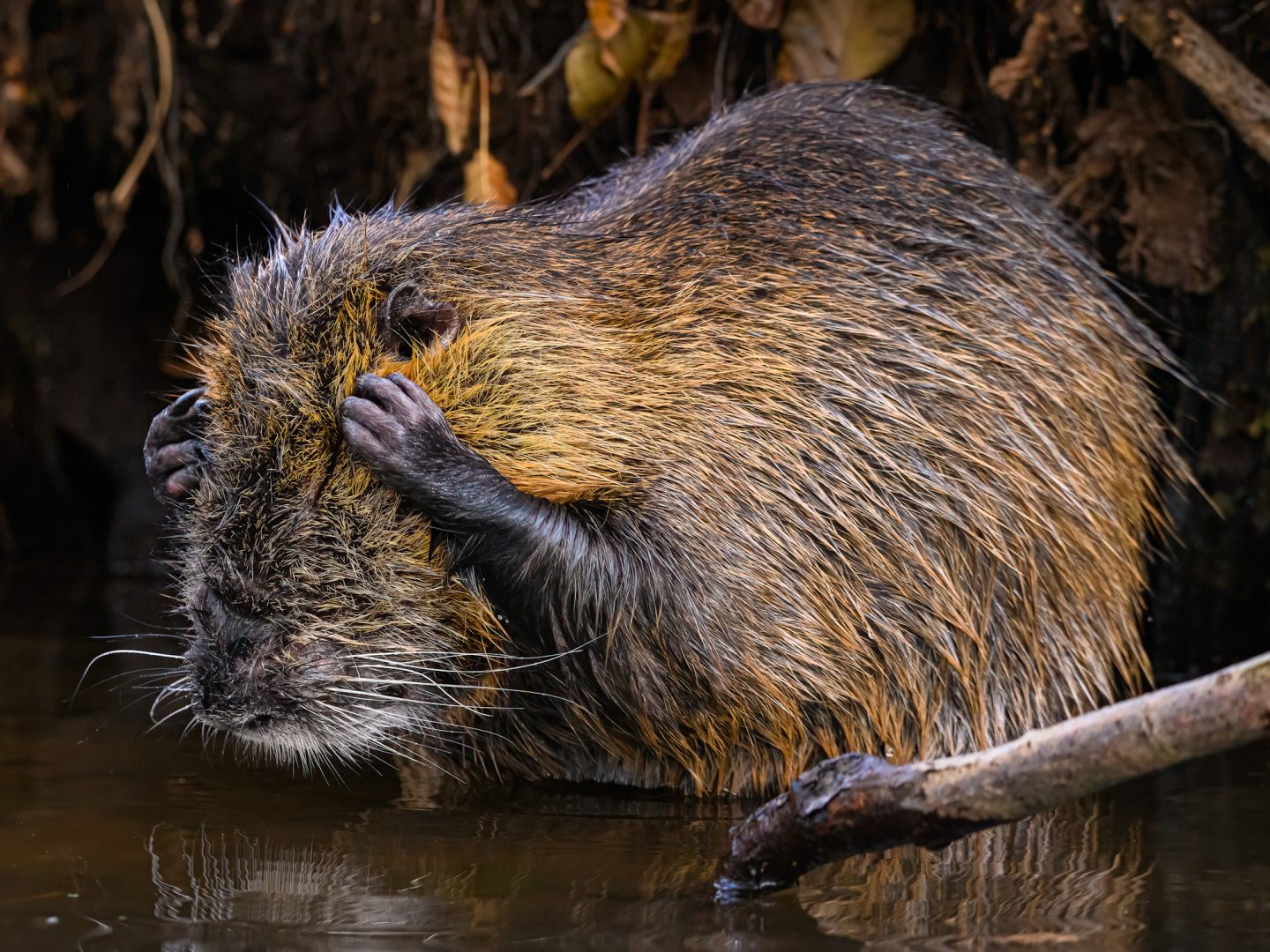 The Comedy Wildlife Photography Awards 2024