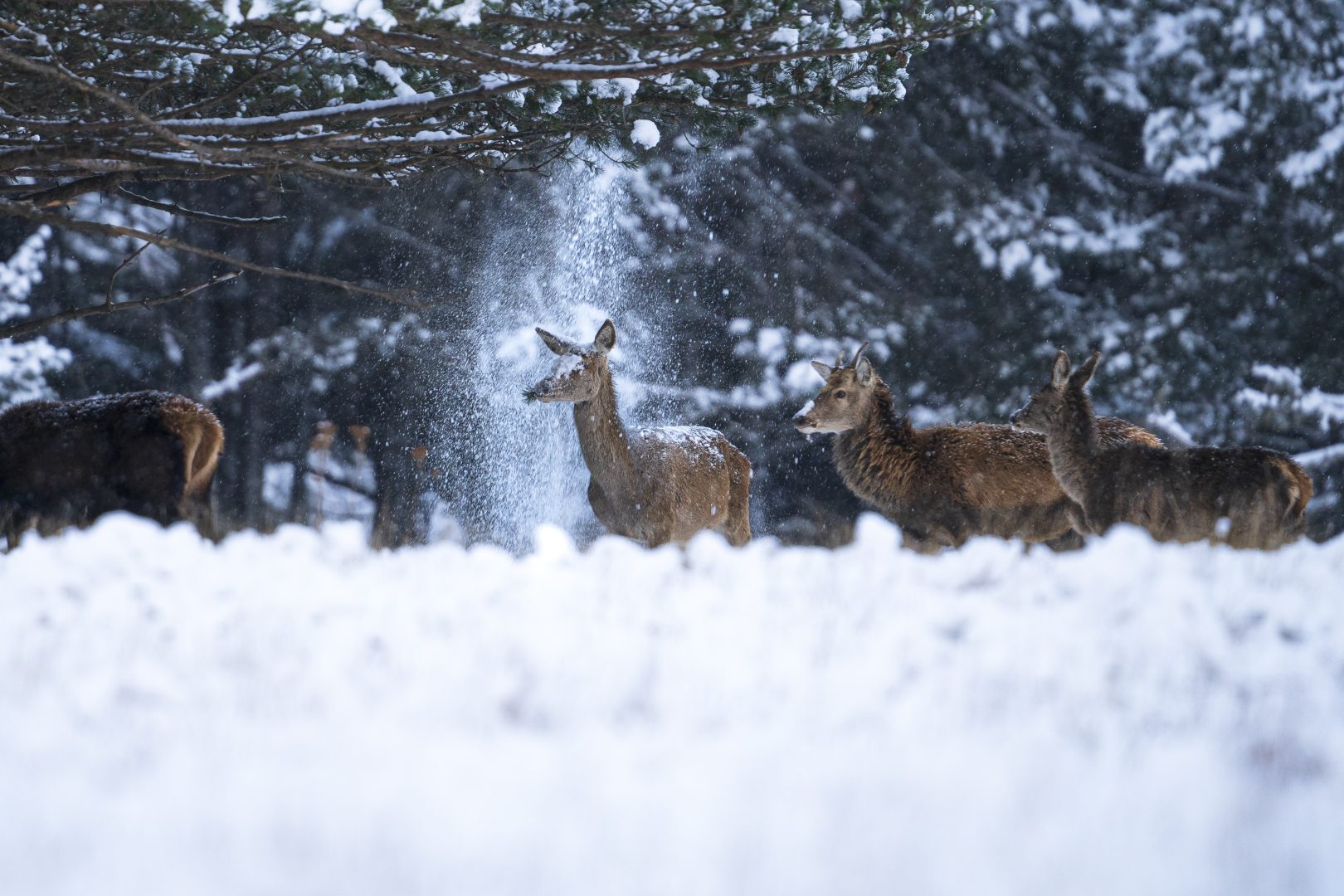 The Comedy Wildlife Photography Awards 2024