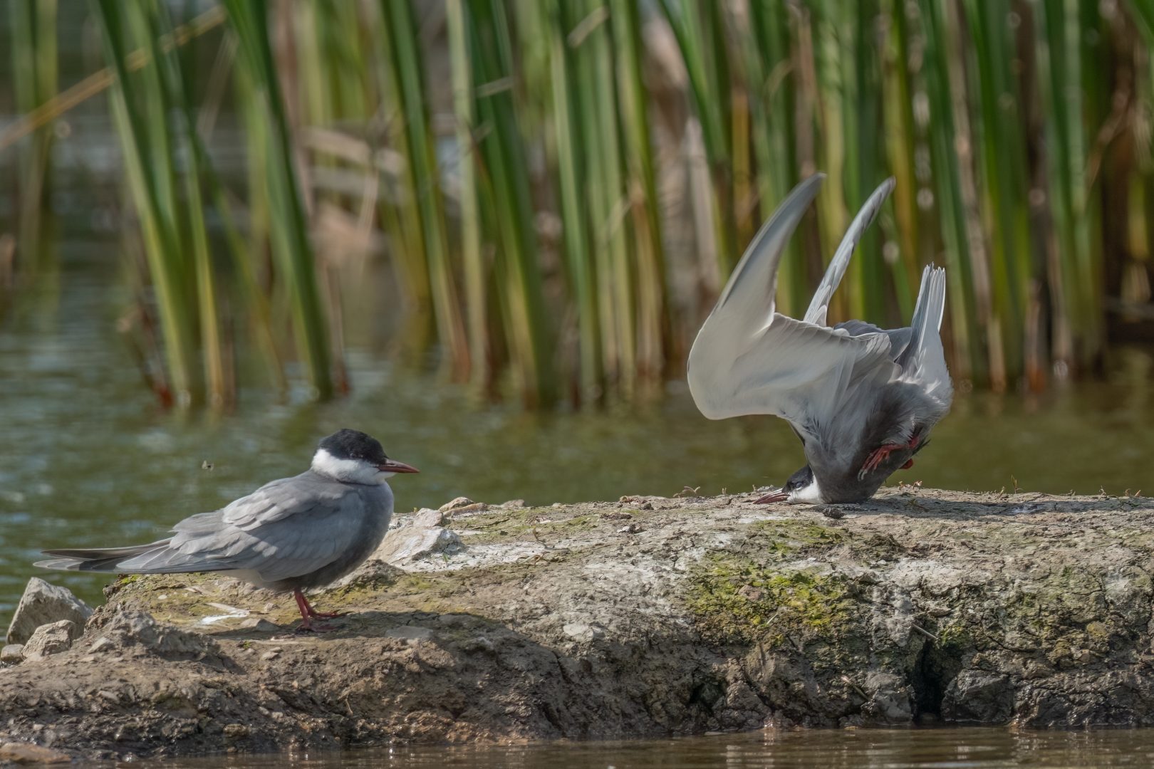 The Comedy Wildlife Photography Awards 2024