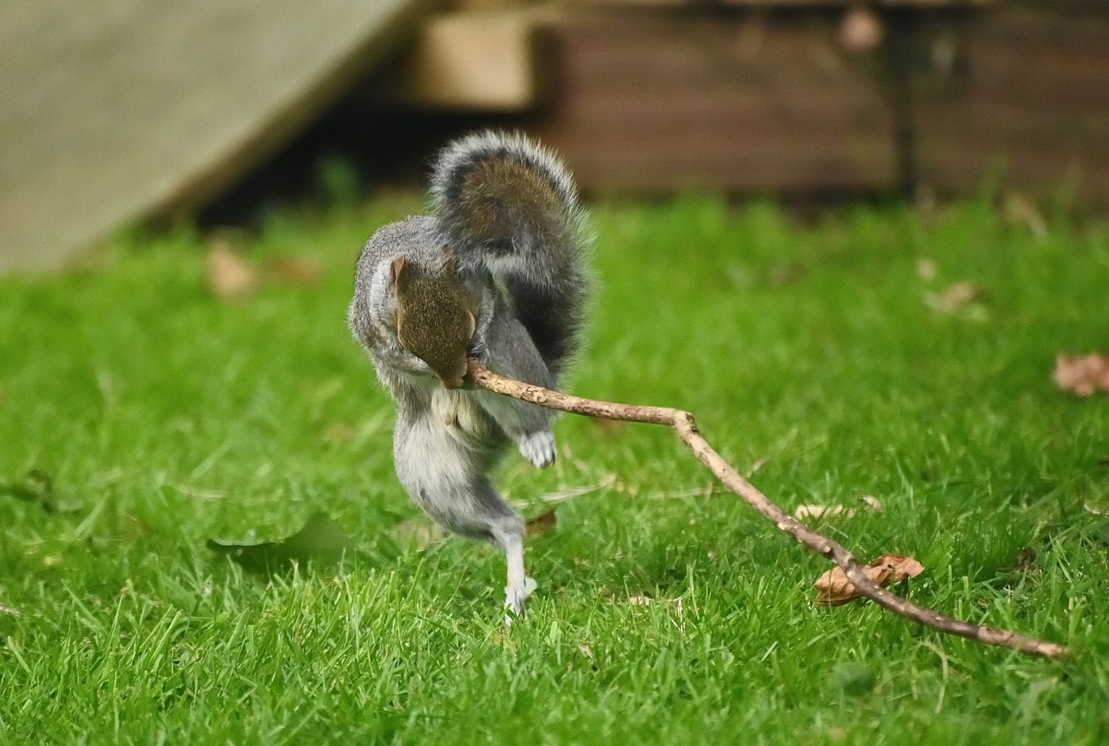 The Comedy Wildlife Photography Awards 2024