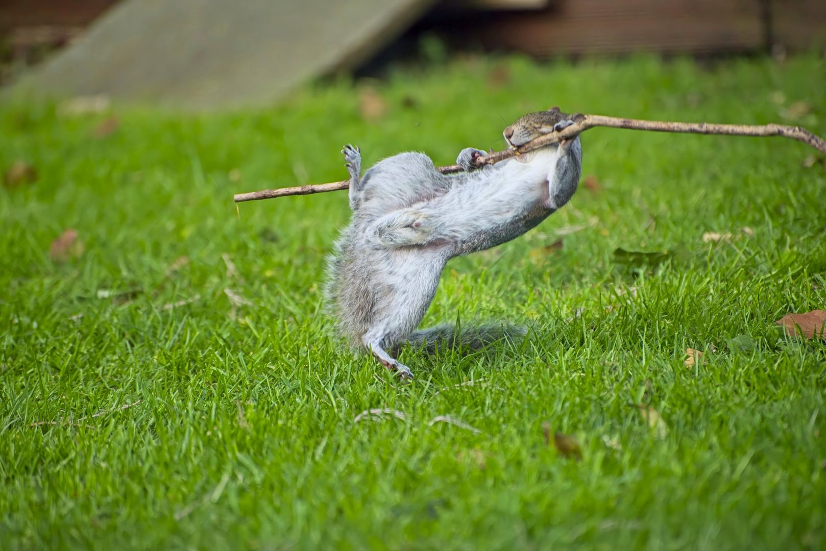 The Comedy Wildlife Photography Awards 2024