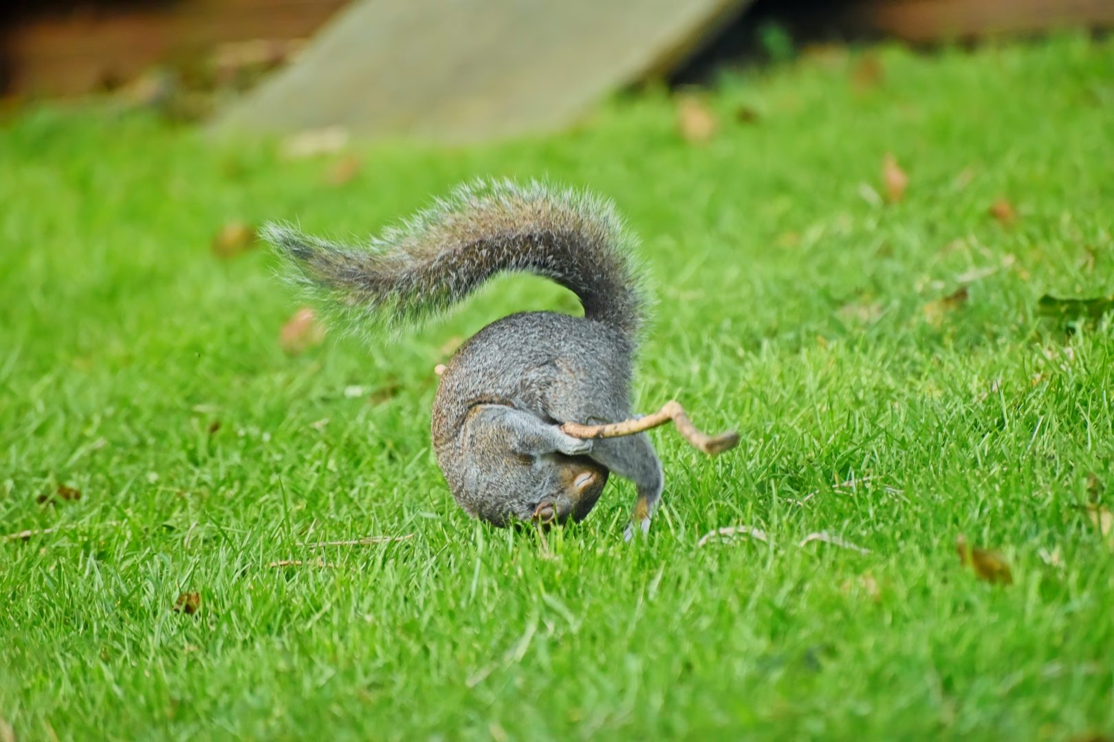 The Comedy Wildlife Photography Awards 2024