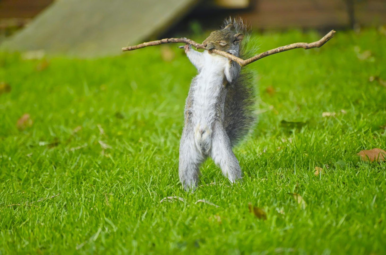 The Comedy Wildlife Photography Awards 2024