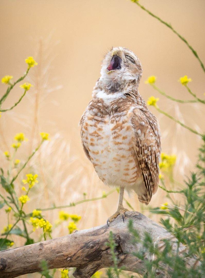 The Comedy Wildlife Photography Awards 2024