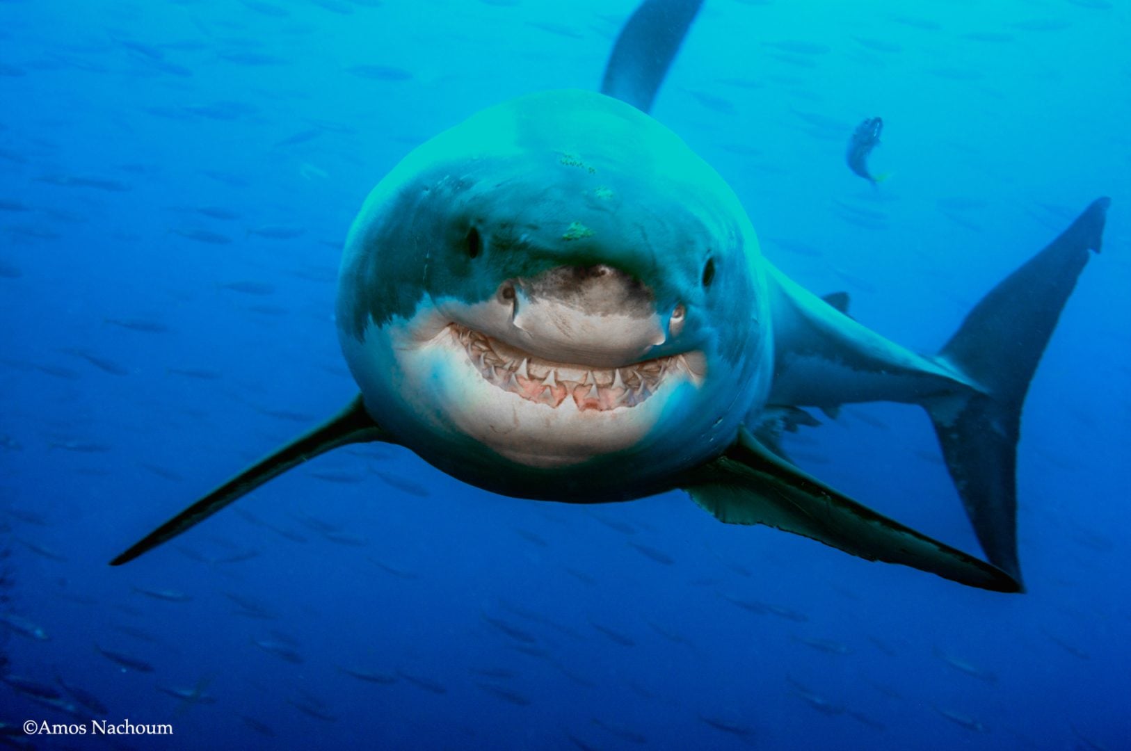 Amos Nachoum great white shark
