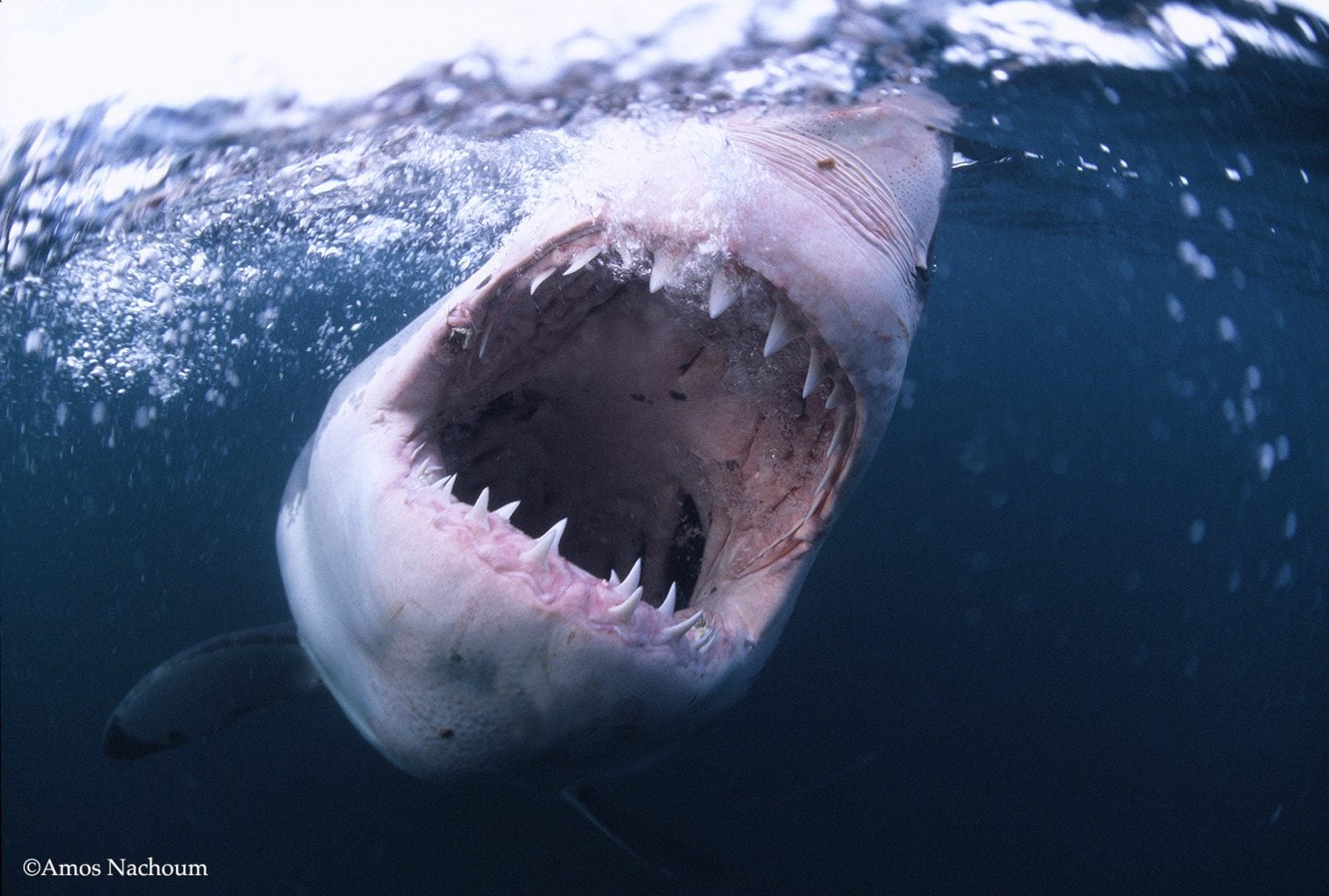Amos Nachoum great white shark