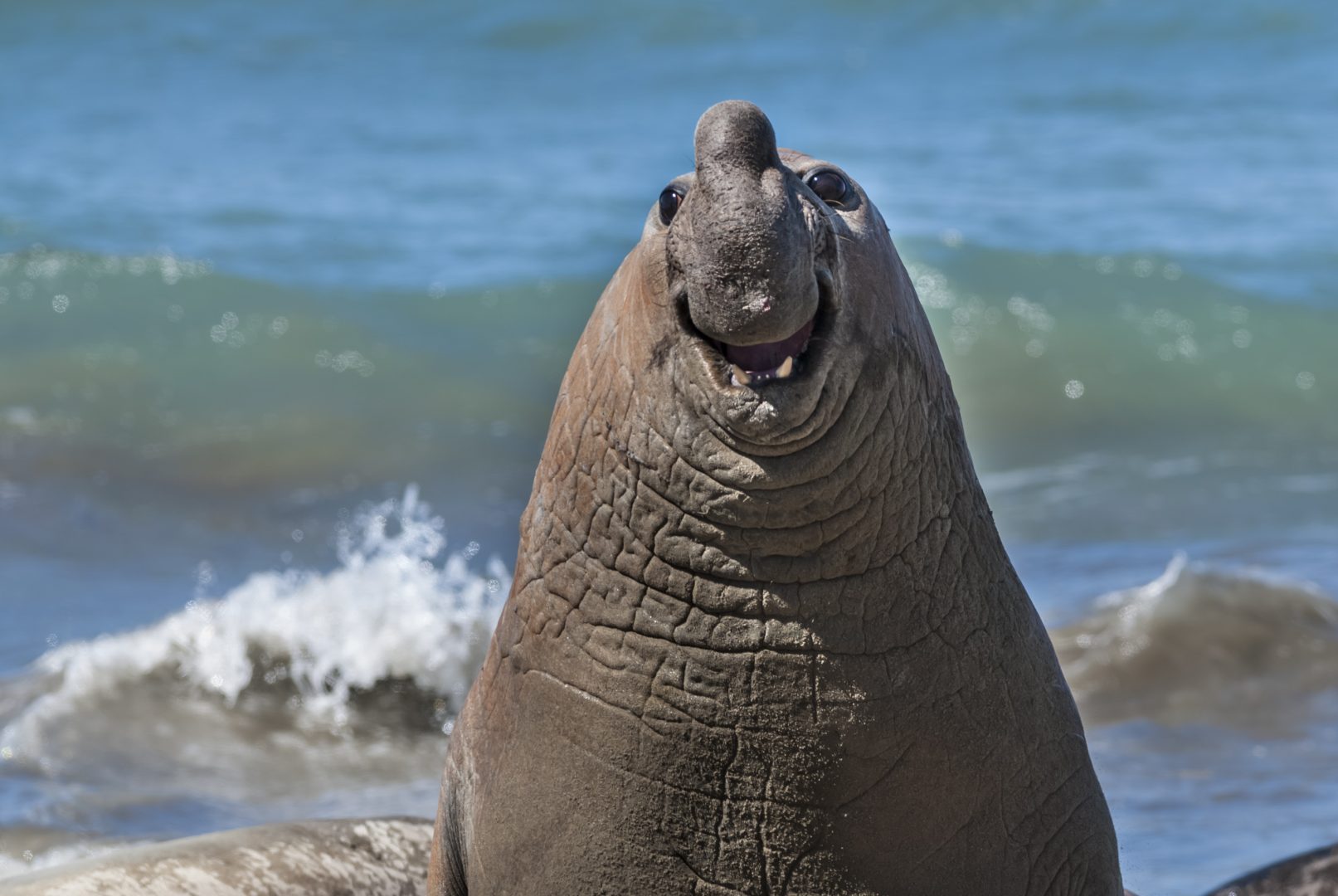 The Comedy Wildlife Photography Awards 2024