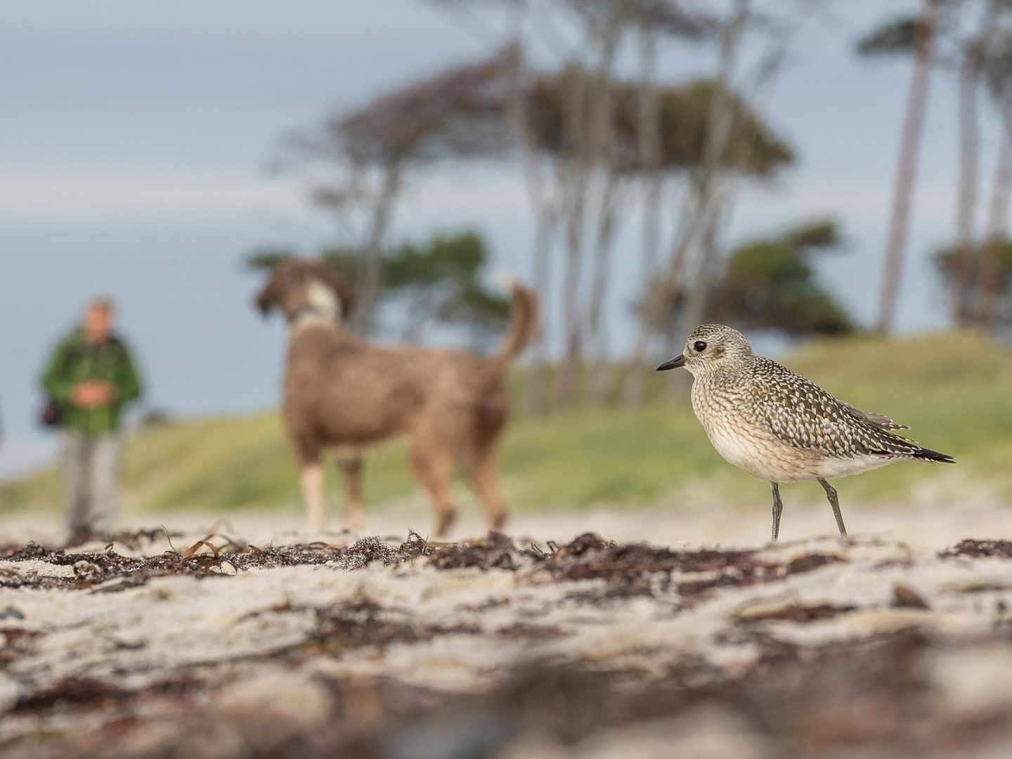Devastating image of dead birds wins Bird Photographer of the Year 2024