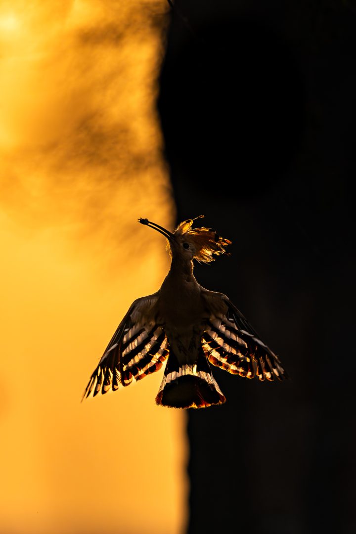 Devastating image of dead birds wins Bird Photographer of the Year 2024