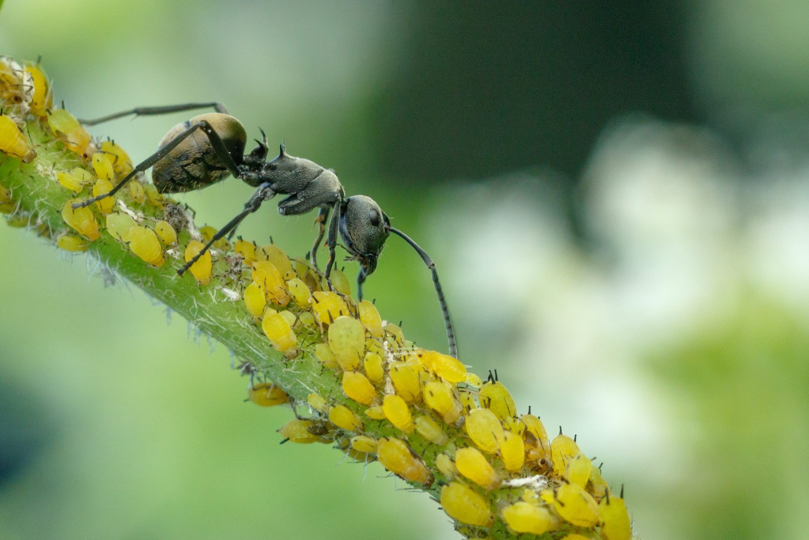Capturing Ecology 2024