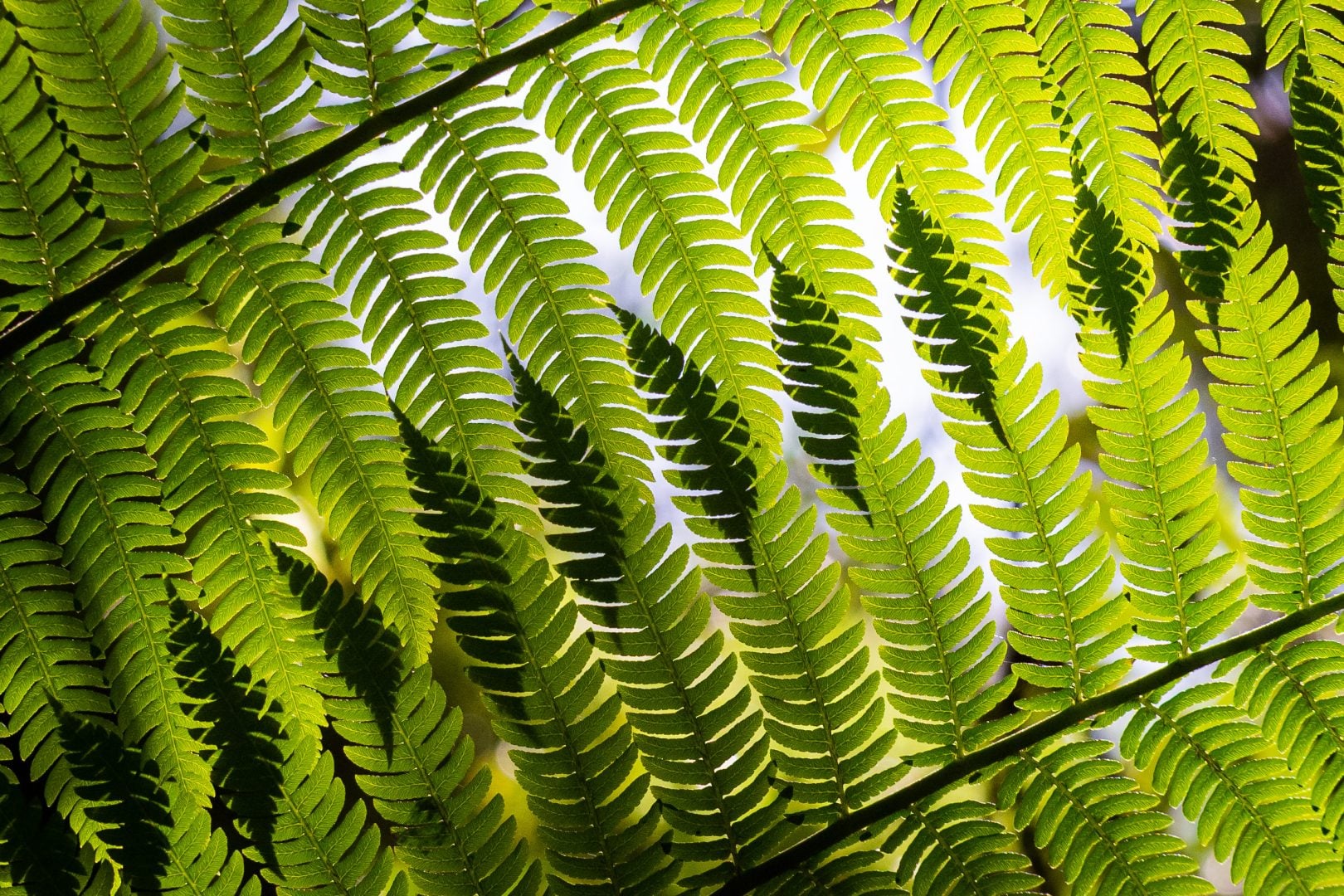 Capturing Ecology 2024