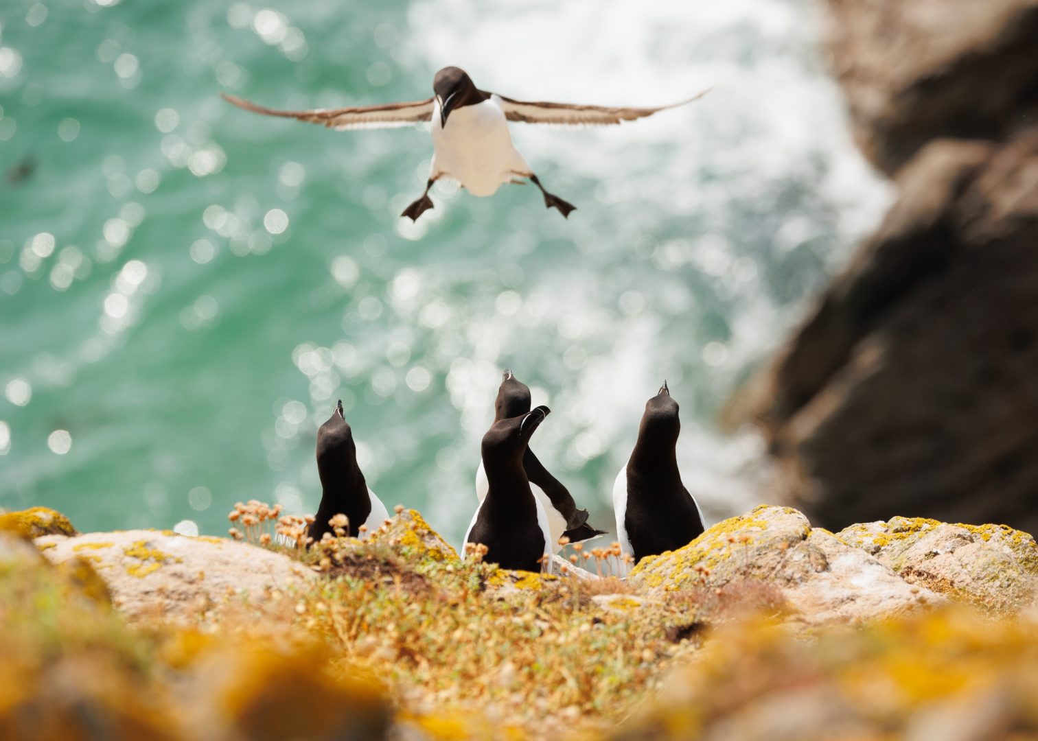 The Comedy Wildlife Photography Awards 2024
