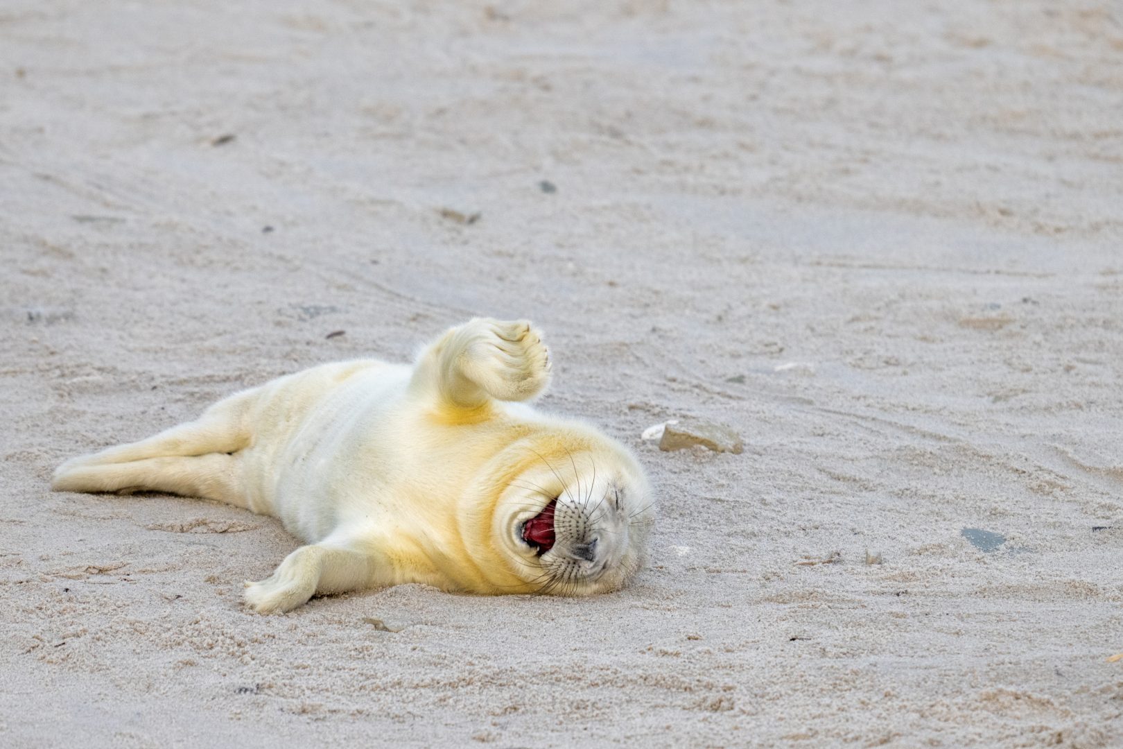 The Comedy Wildlife Photography Awards 2024