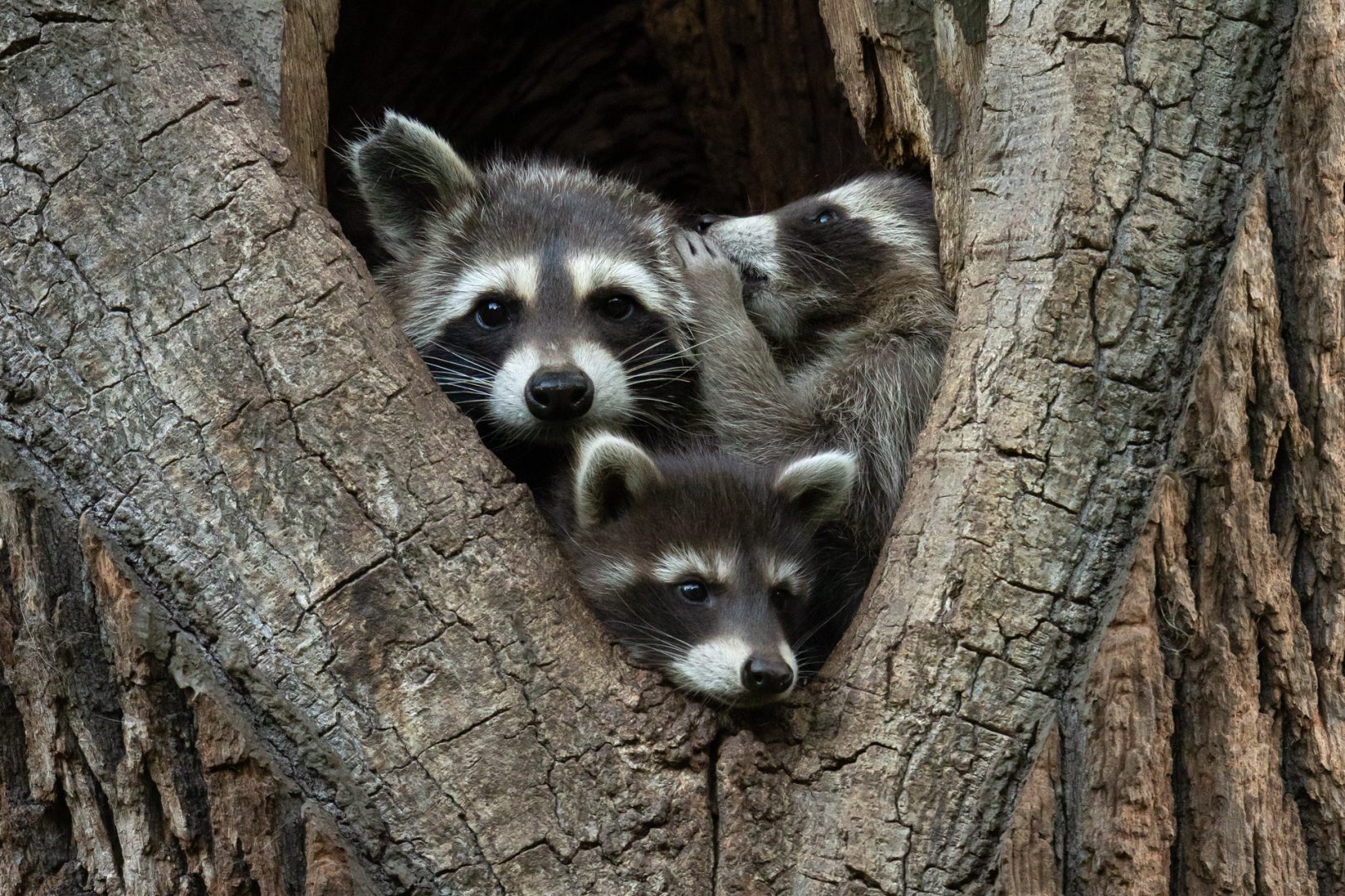 The Comedy Wildlife Photography Awards 2024