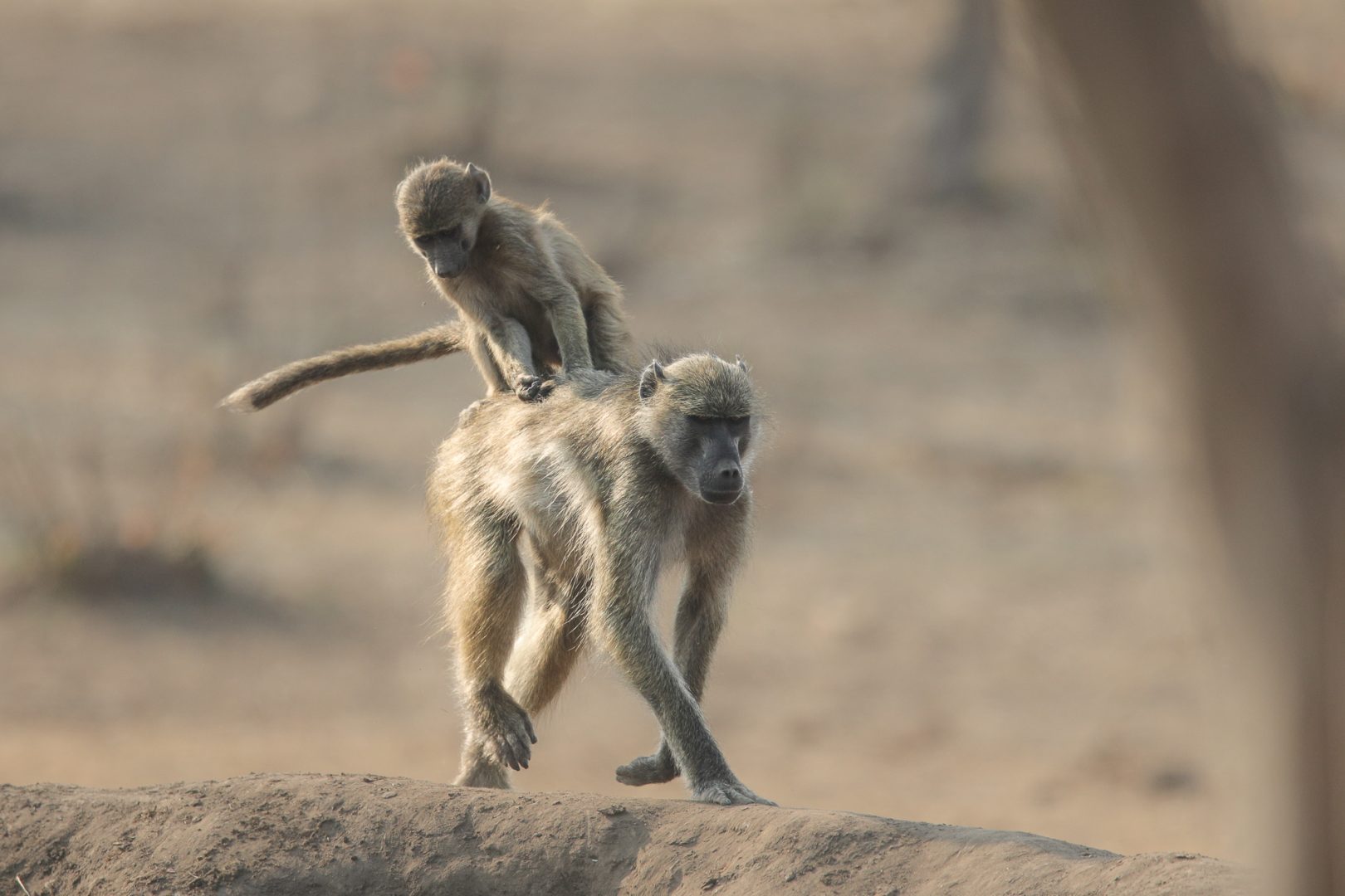 Comedy Wildlife Awards 2024
