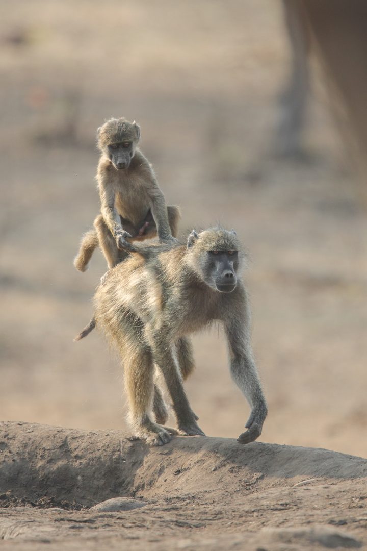 Comedy Wildlife Awards 2024