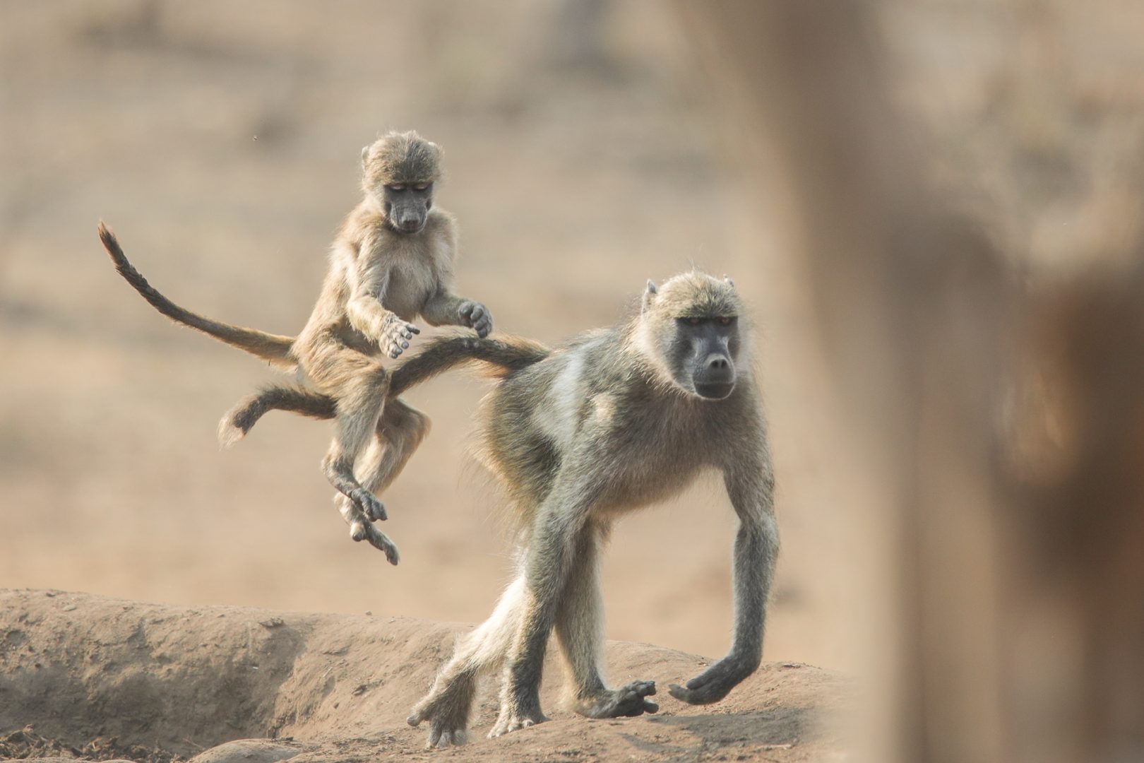 Comedy Wildlife Awards 2024
