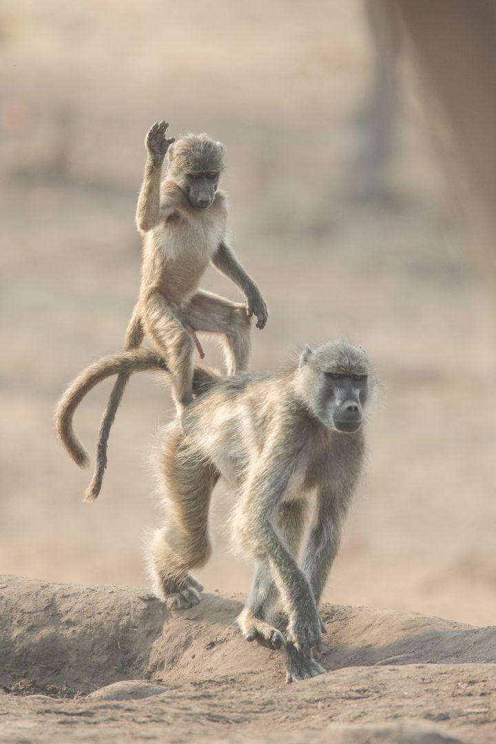 Comedy Wildlife Awards 2024