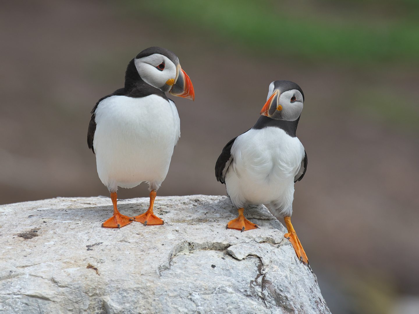 The Comedy Wildlife Photography Awards 2024