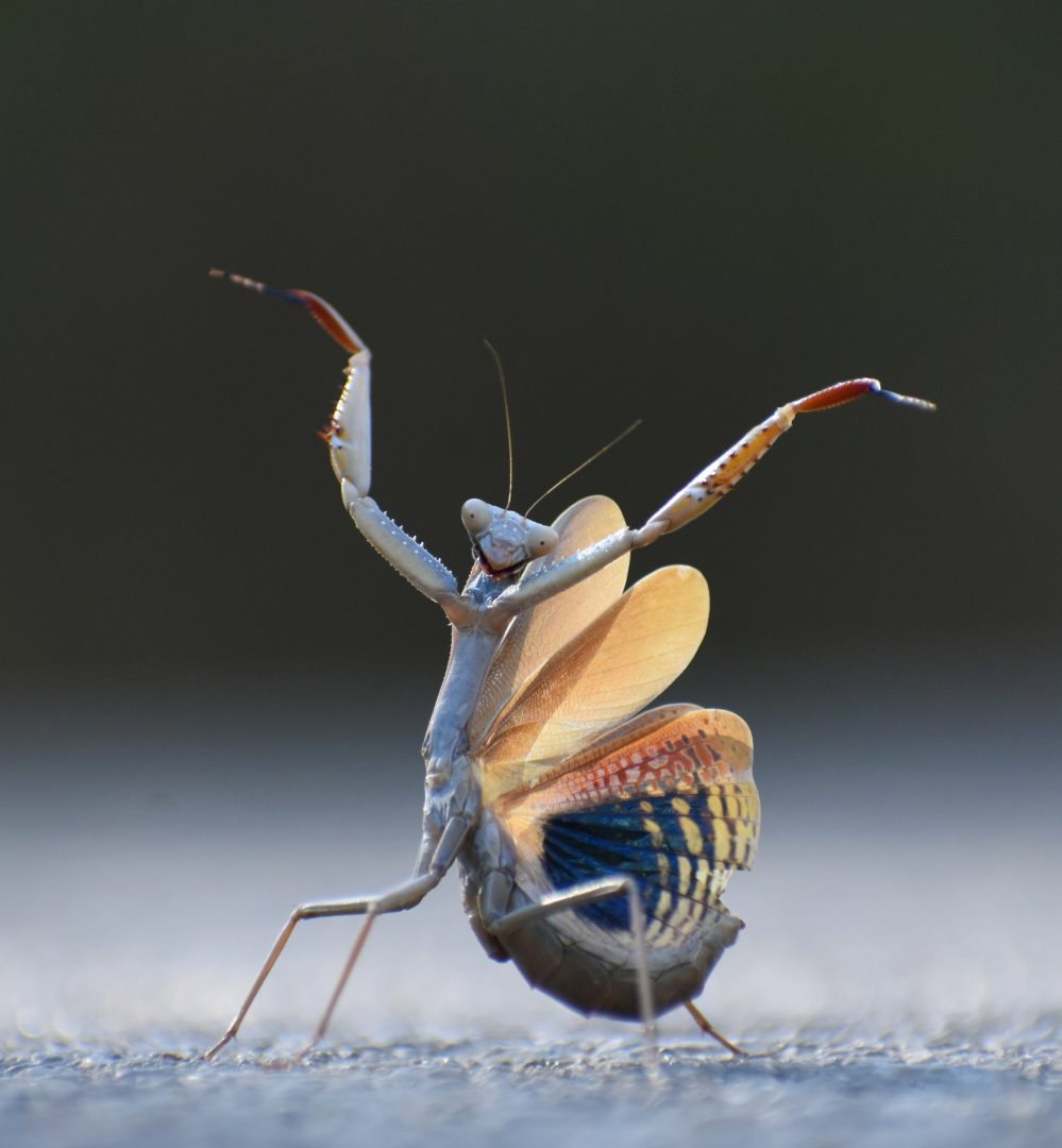 The Comedy Wildlife Photography Awards 2024
