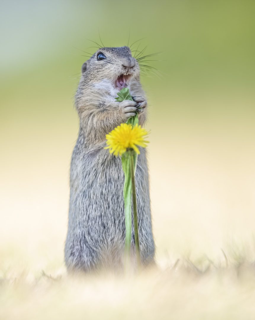 The Comedy Wildlife Photography Awards 2024