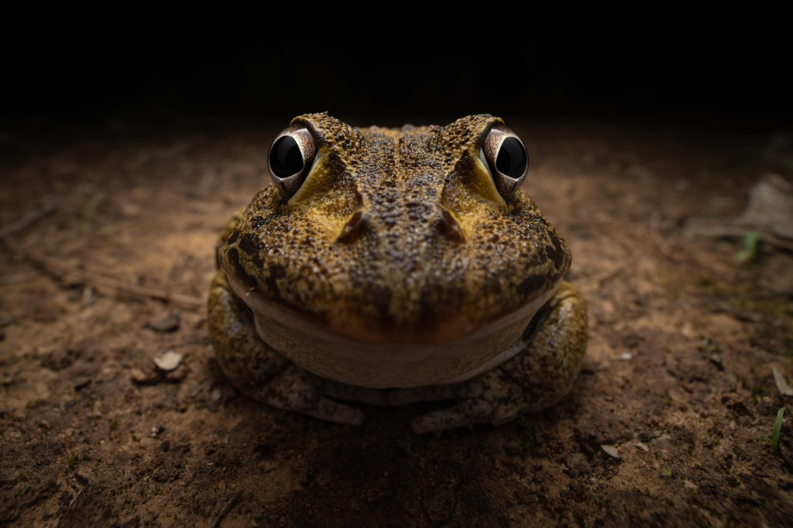The Comedy Wildlife Photography Awards 2024