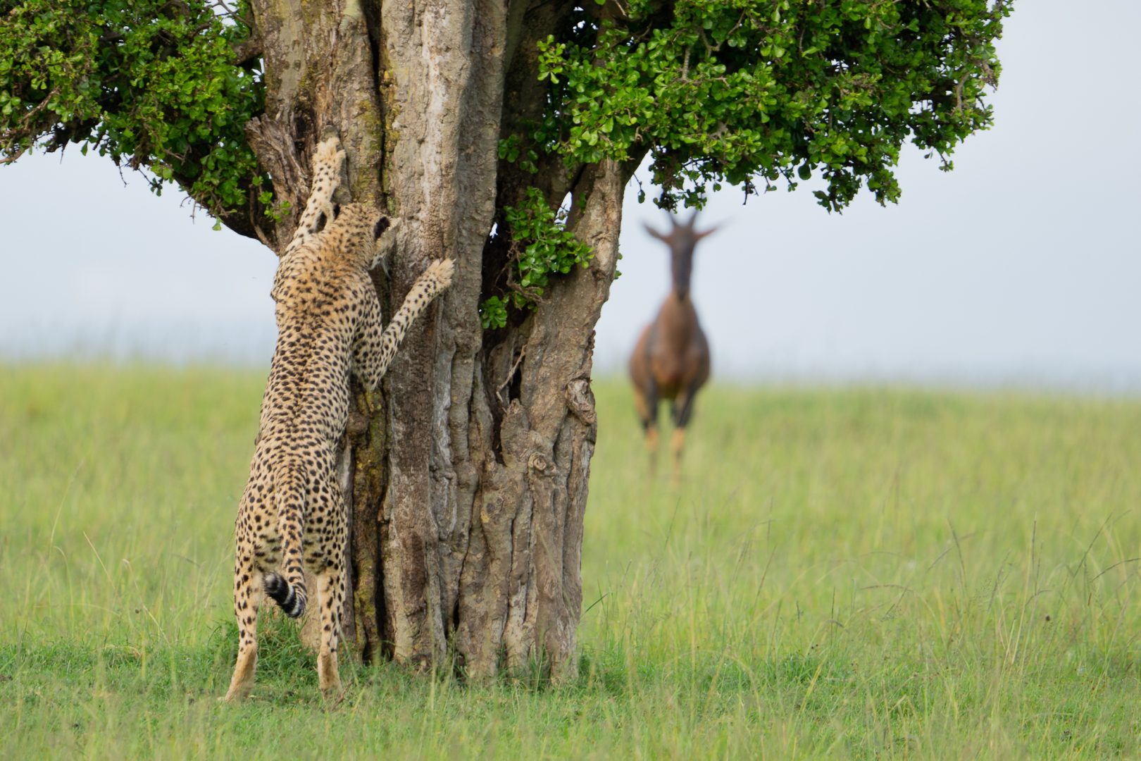 The Comedy Wildlife Photography Awards 2024