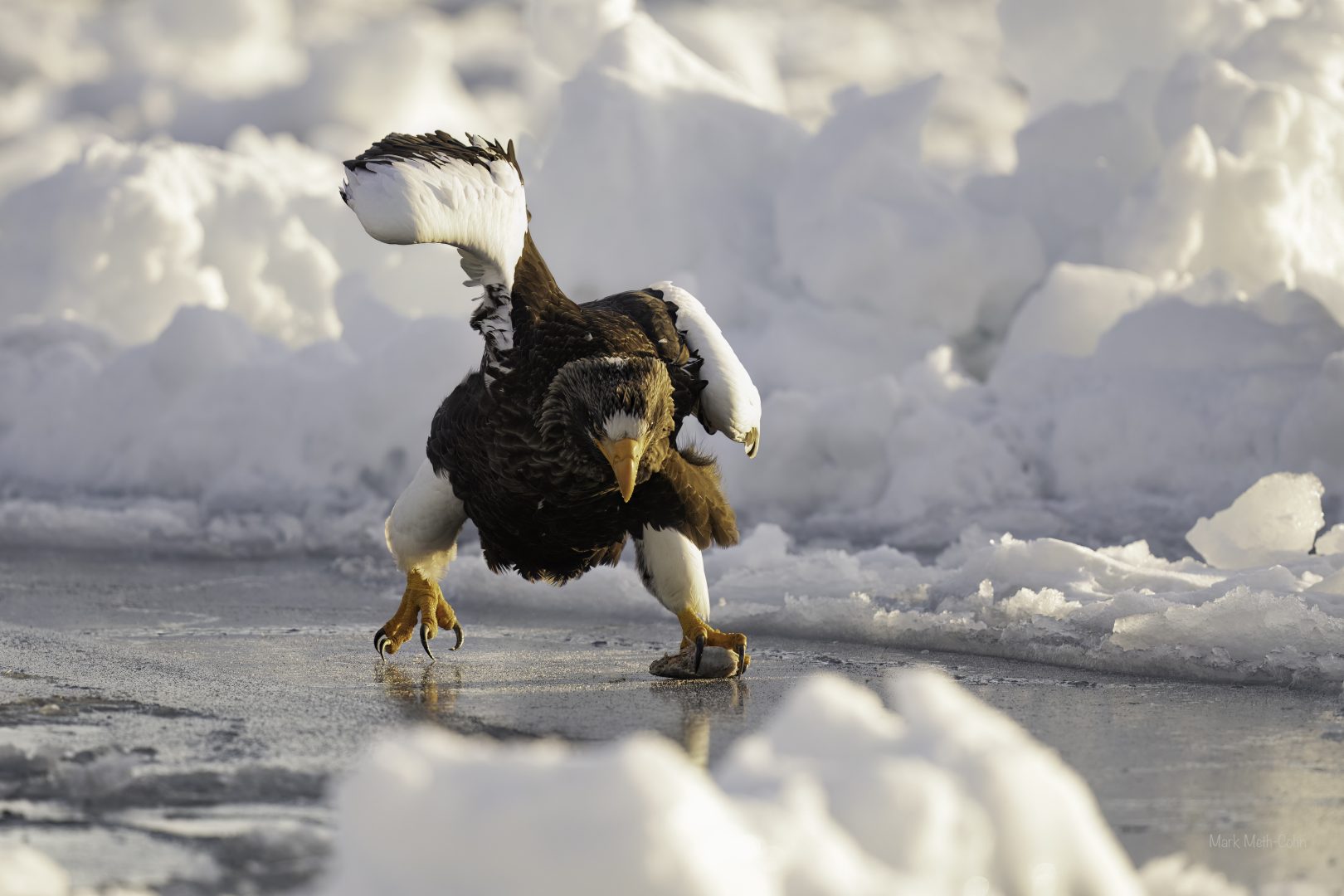 The Comedy Wildlife Photography Awards 2024
