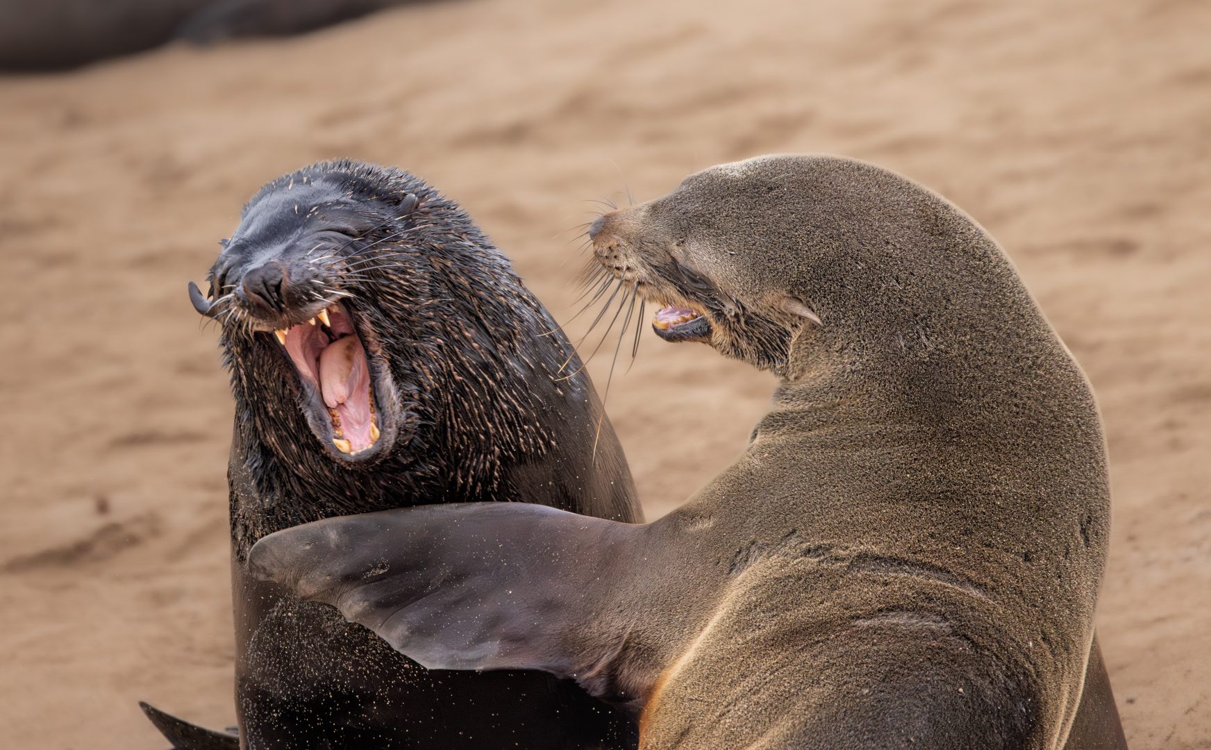The Comedy Wildlife Photography Awards 2024