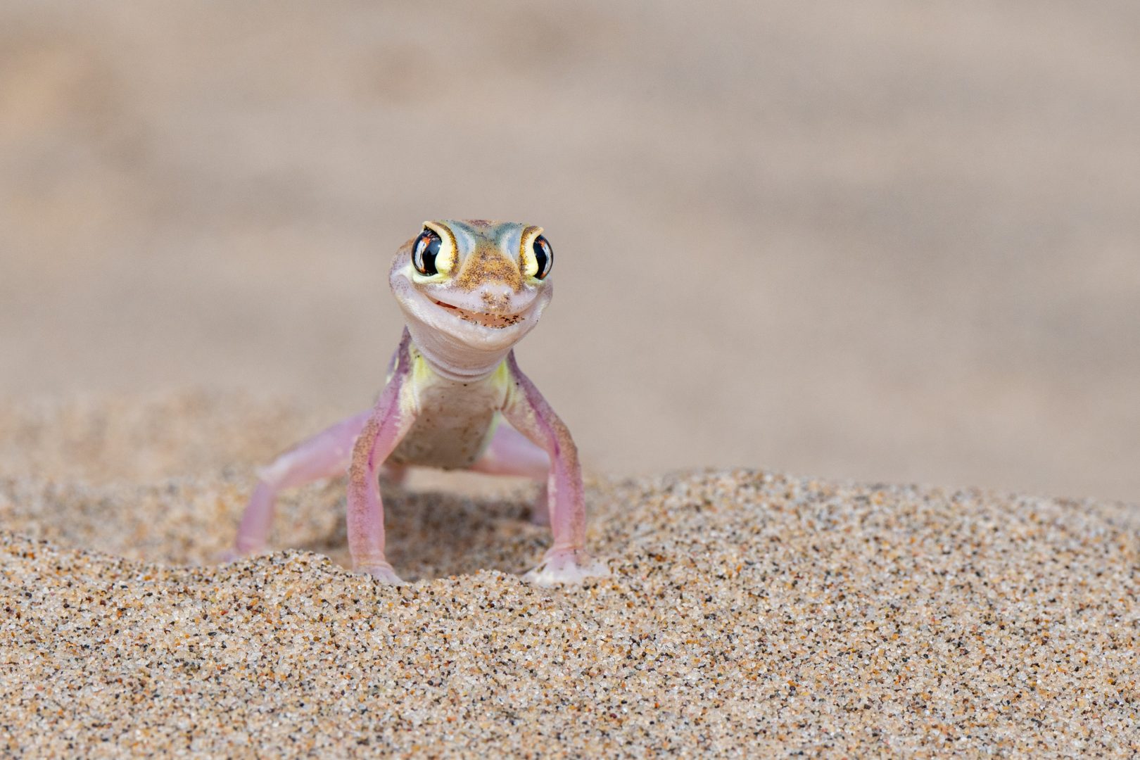 The Comedy Wildlife Photography Awards 2024